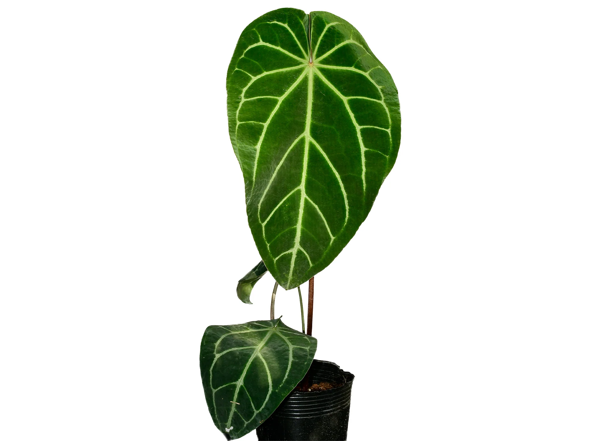 Anthurium Shuar Soul 'Inverse crossing' - Image 2