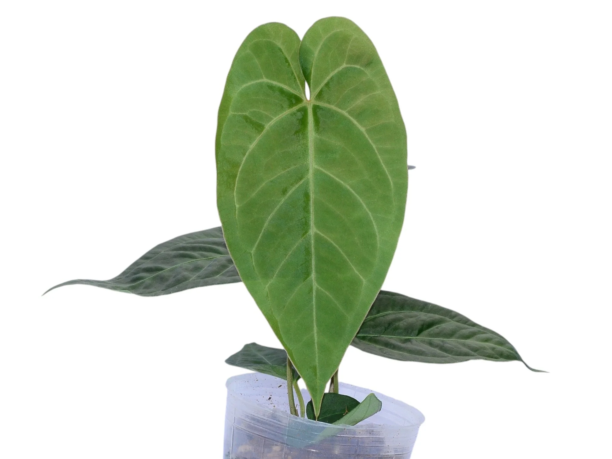 Anthurium Shuar Soul x Anthurium Pangui Night