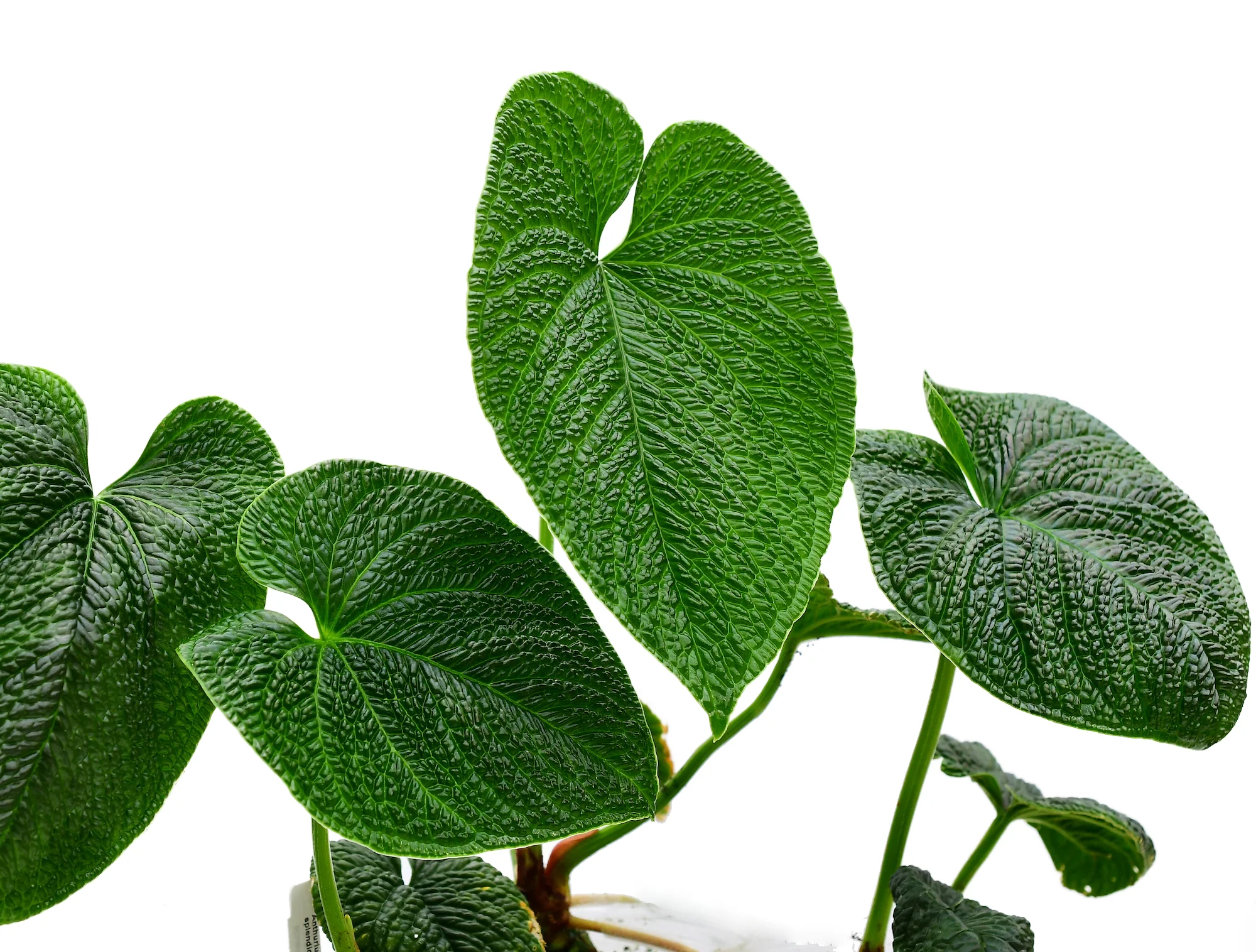 Anthurium splendidum - Image 3