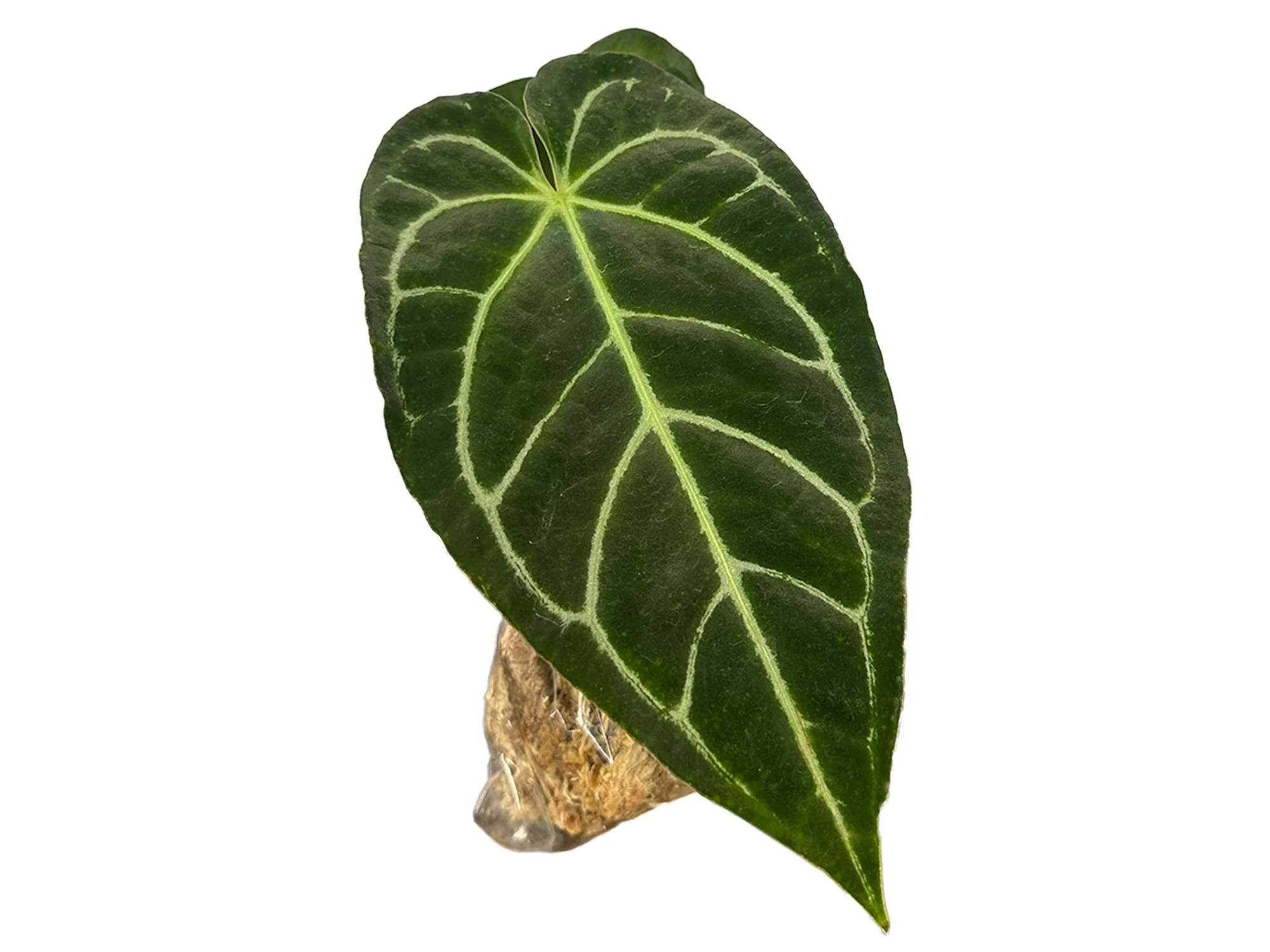 Anthurium Tingo Maria s - Image 2