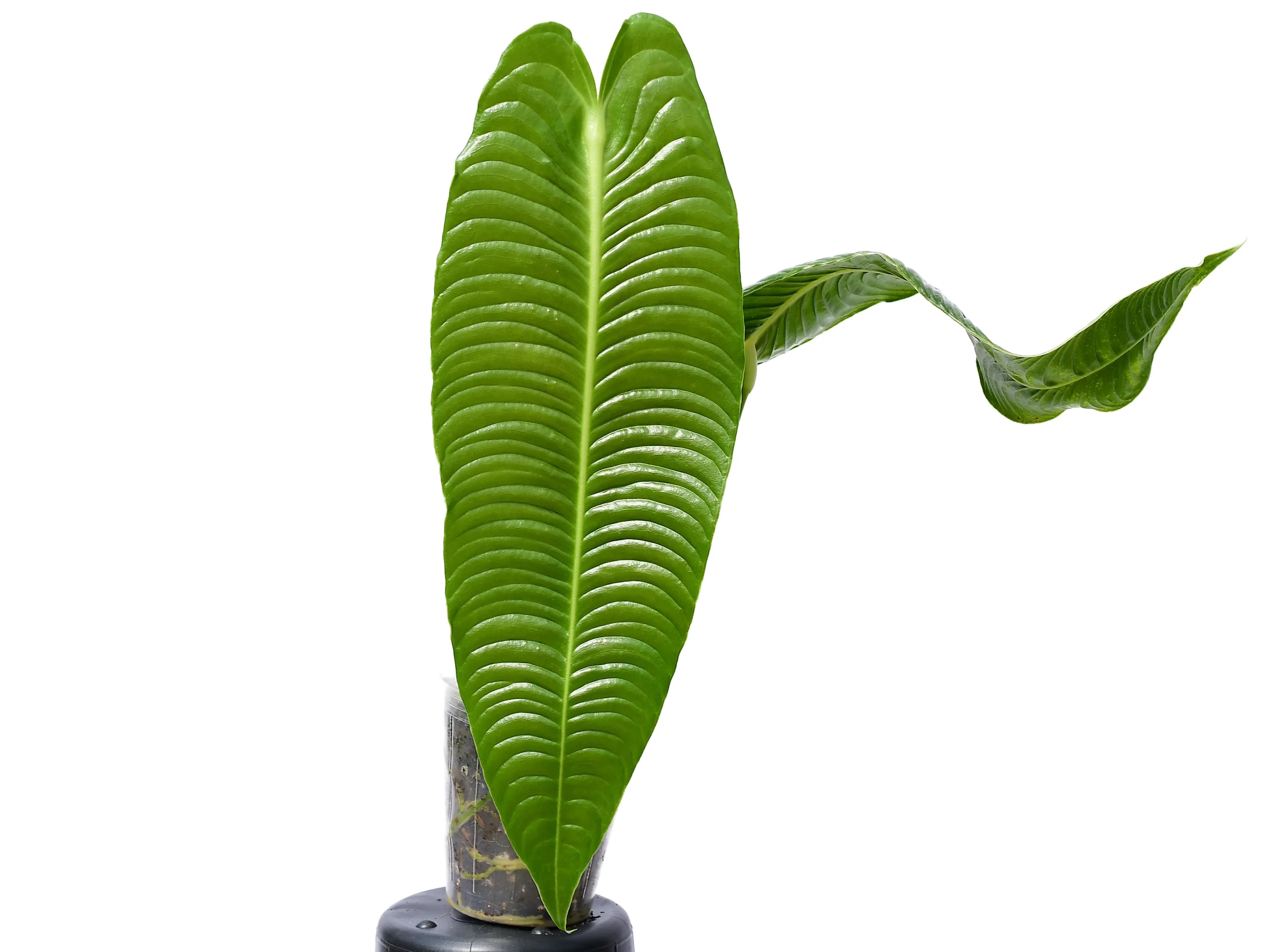 Anthurium veitchii - Image 2
