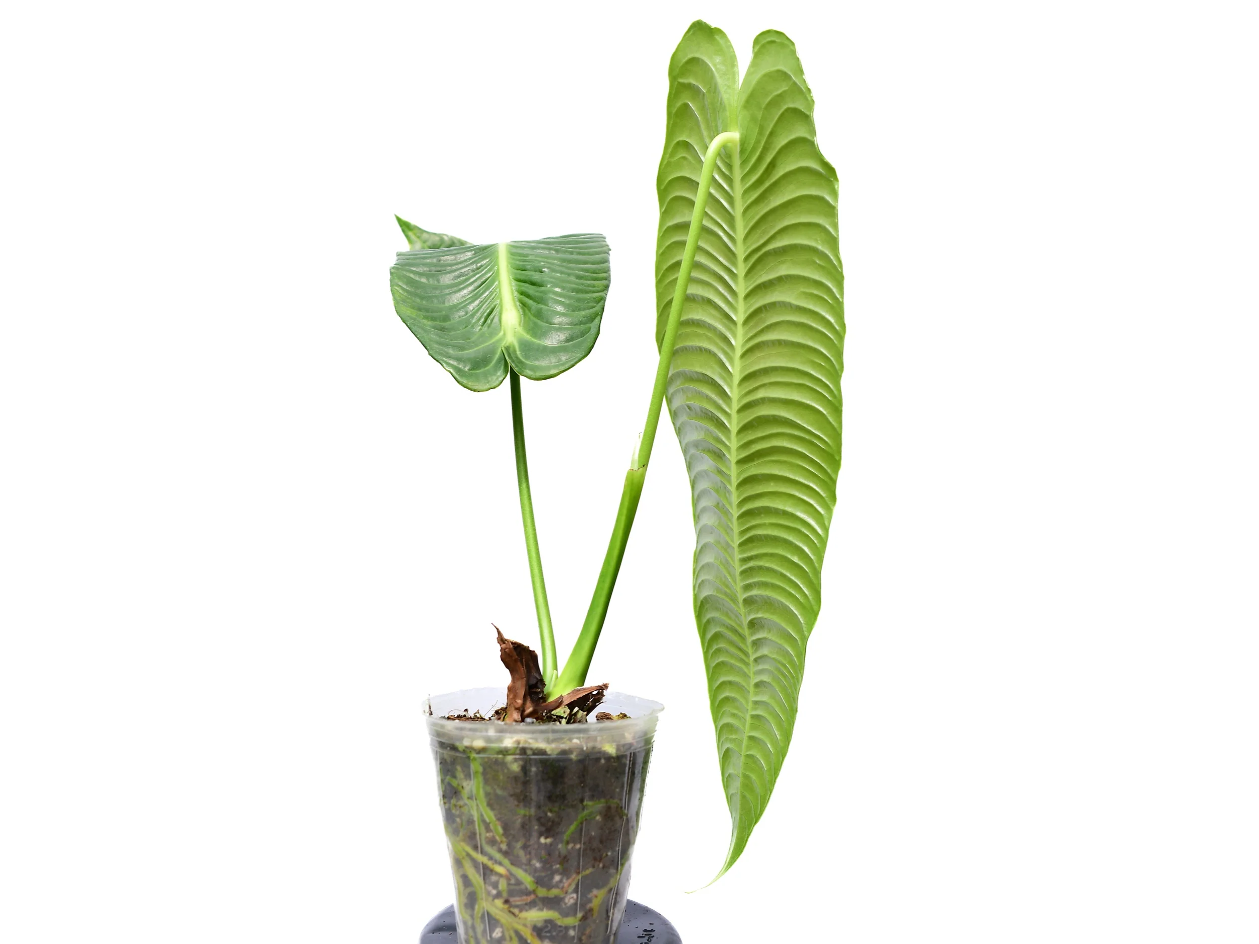 Anthurium veitchii - Image 3