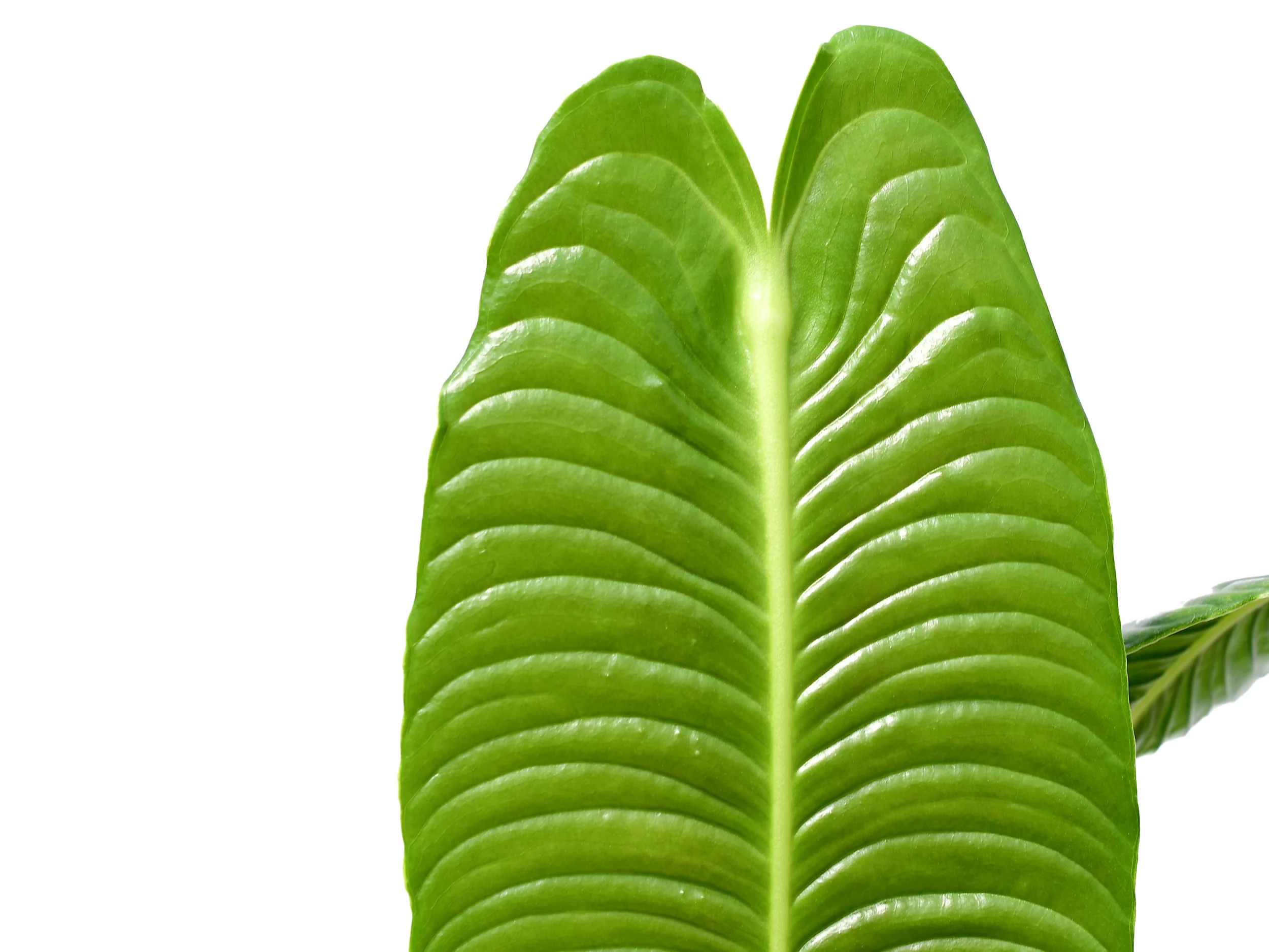 Anthurium veitchii - Image 4