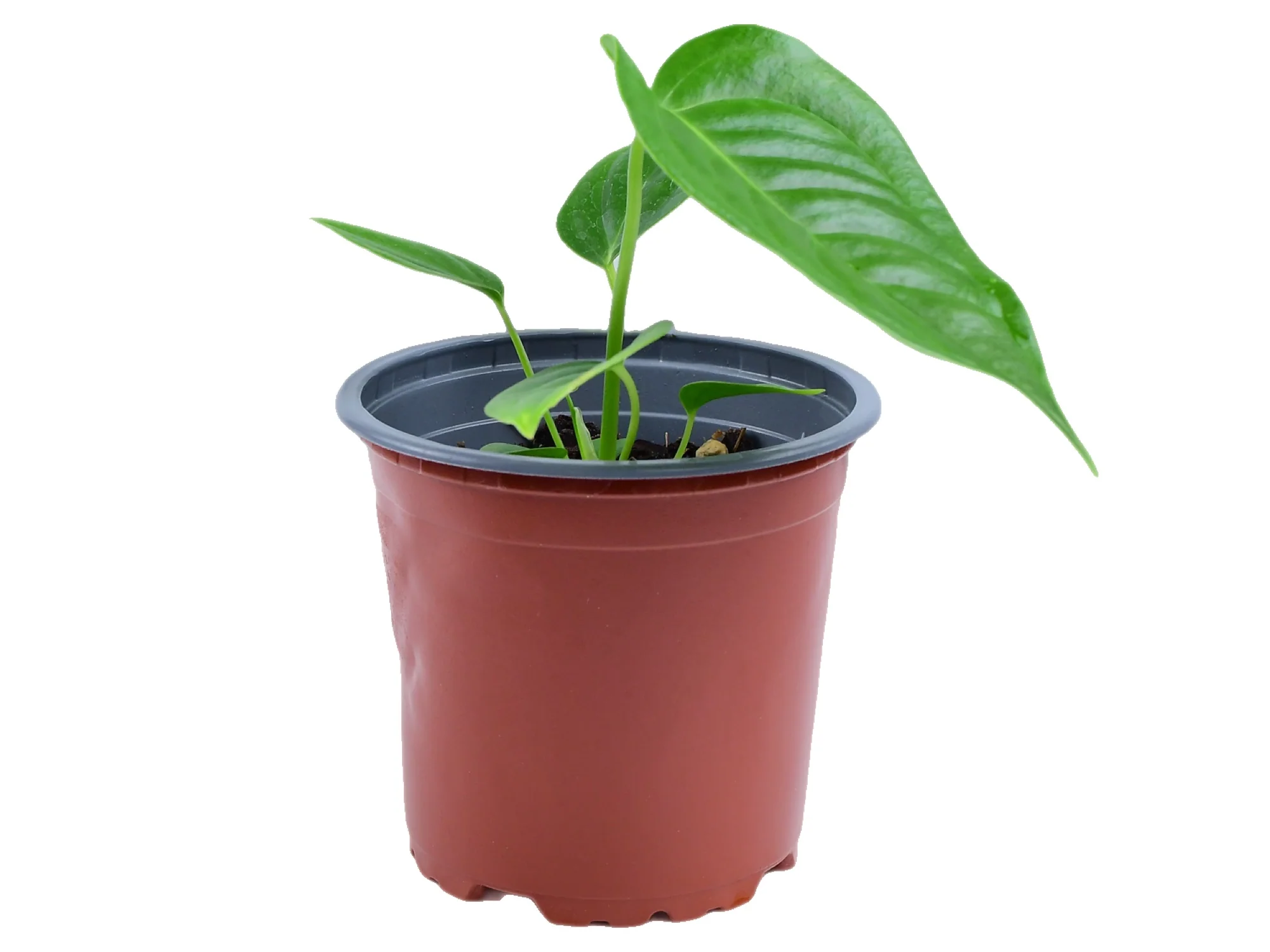 Anthurium veitchii S (11cm Topf) - Image 3