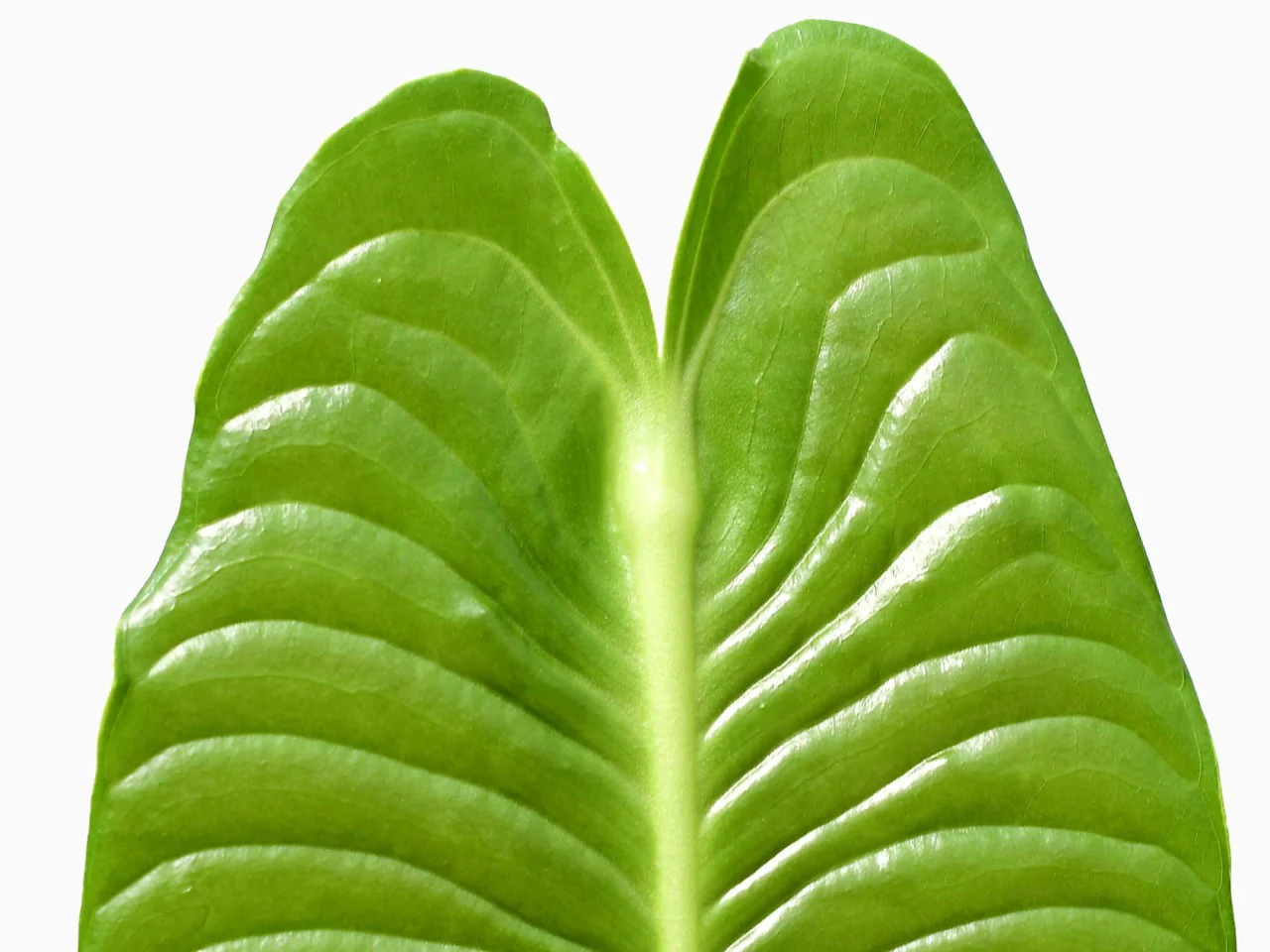 Anthurium veitchii S (11cm Topf) - Image 4