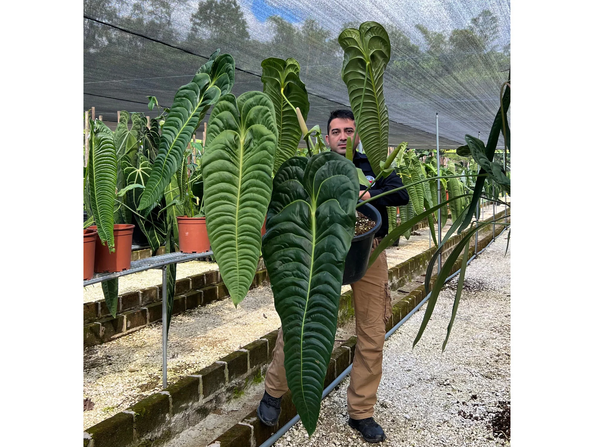 Anthurium veitchii type - Image 2