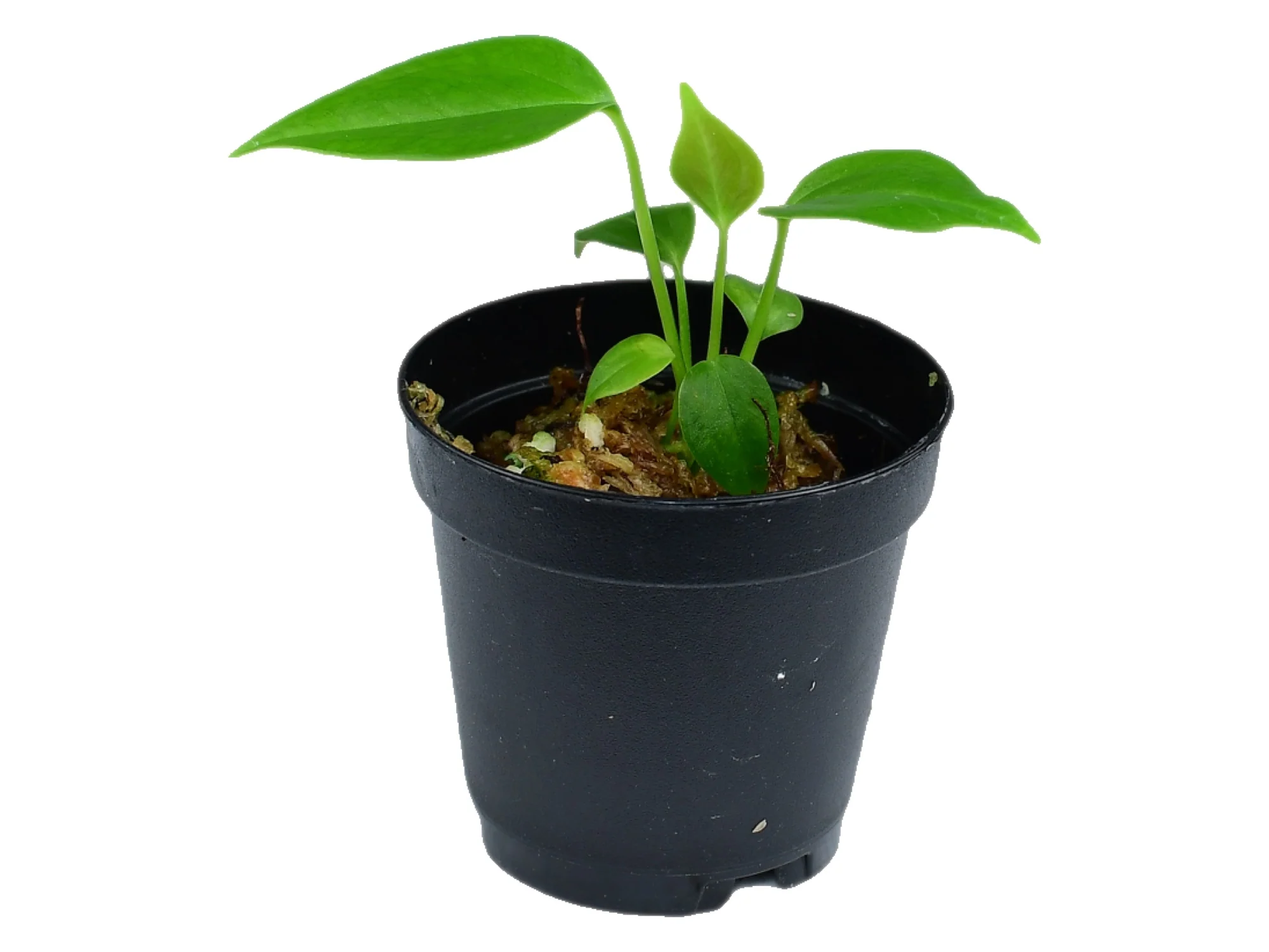 Anthurium veitchii XS (5,5cm Topf) - Image 3