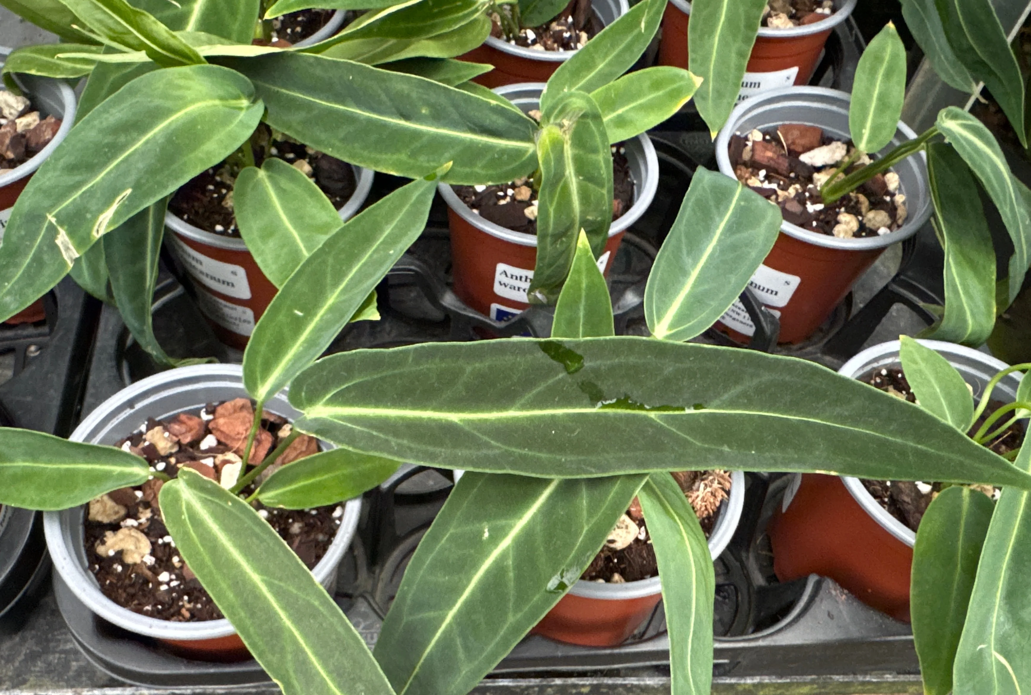 Anthurium warocqueanum S (11cm Topf) - Image 2