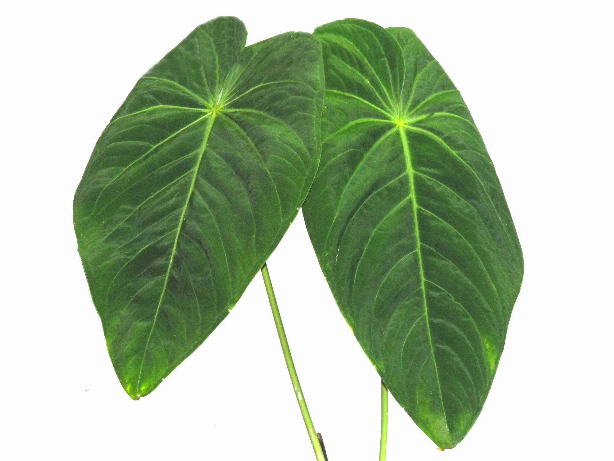 Anthurium waterburyanum S - Image 2