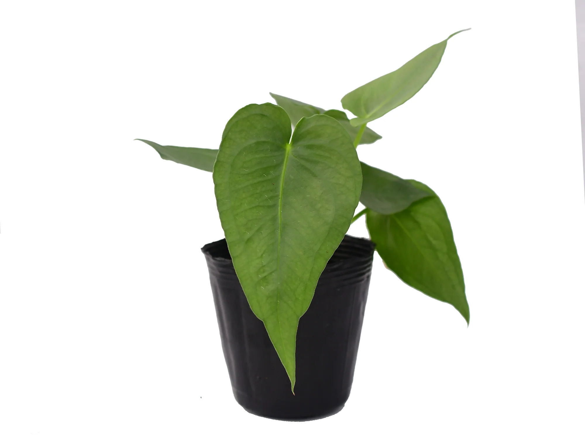 Anthurium xanthophylloides - Image 2
