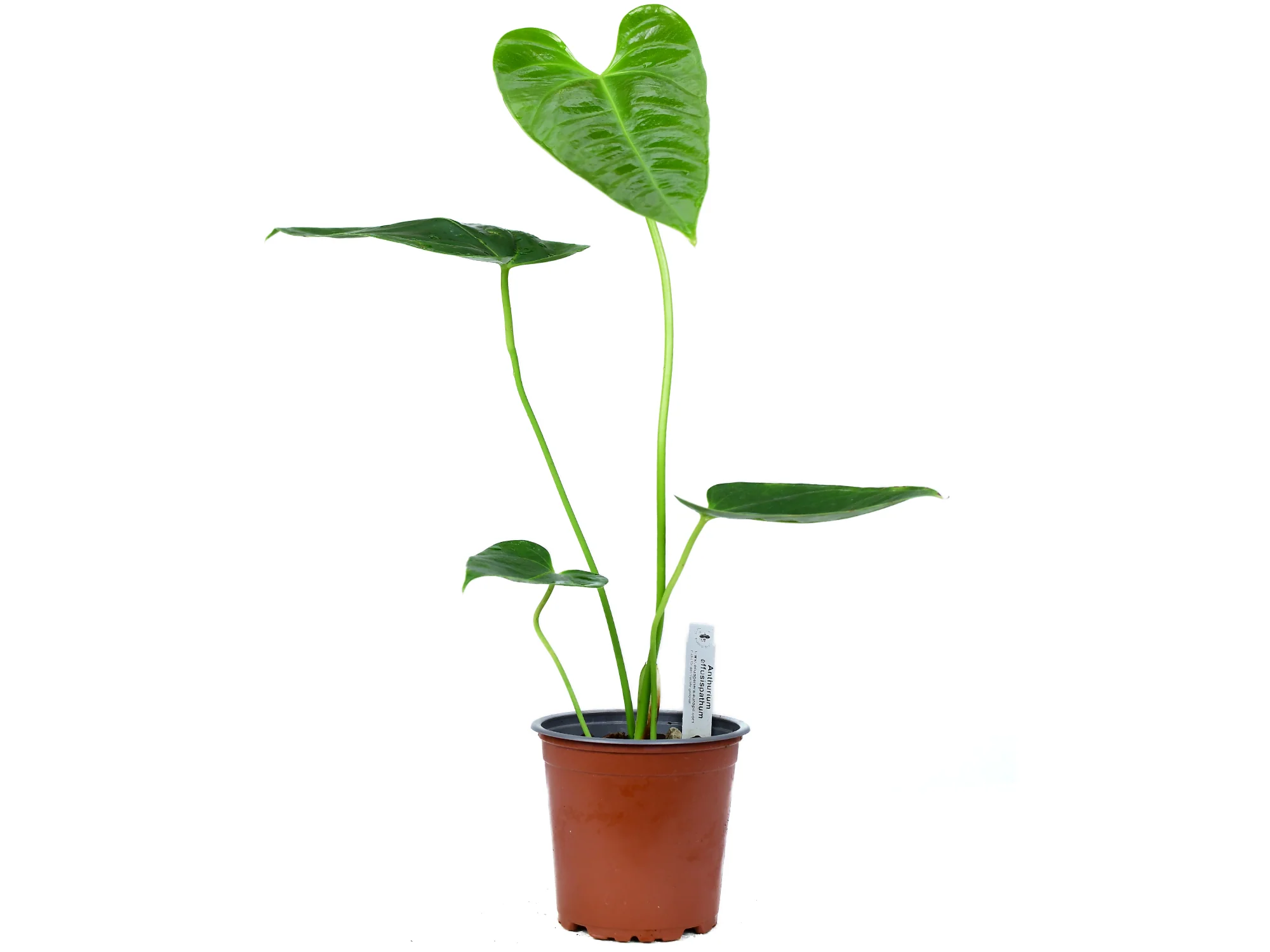 Anthurium effusispathum
