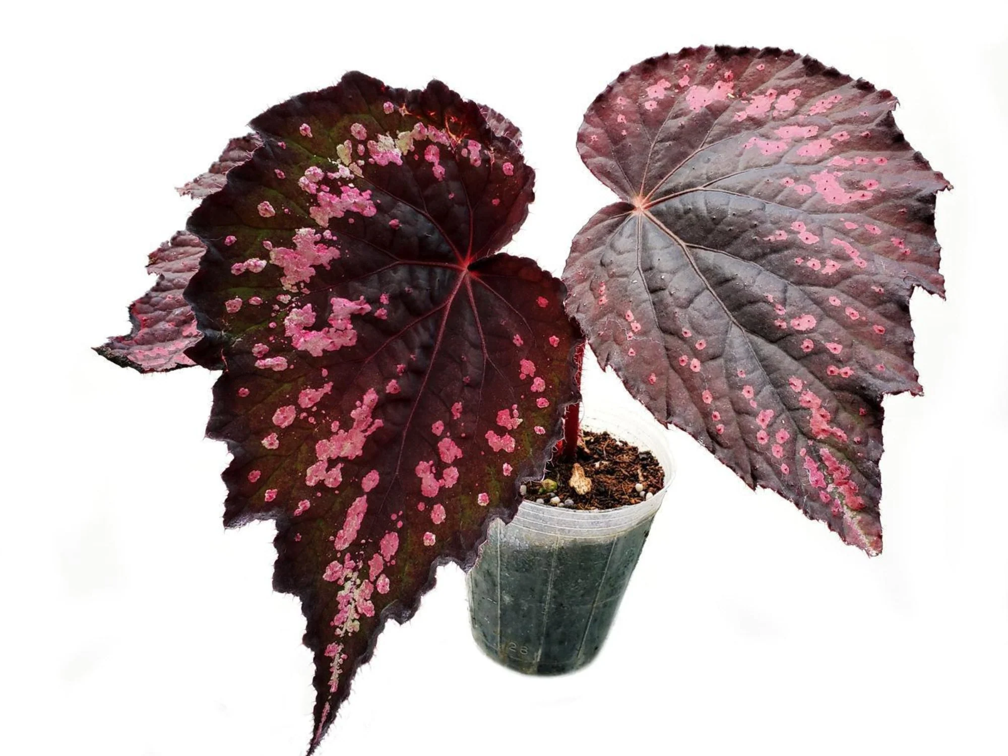 Begonia rex ‘Kohala Red’