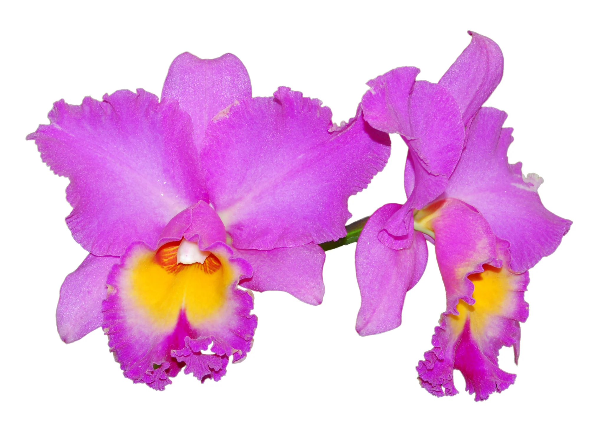 Rhyncholaeliocattleya Mishina Choice