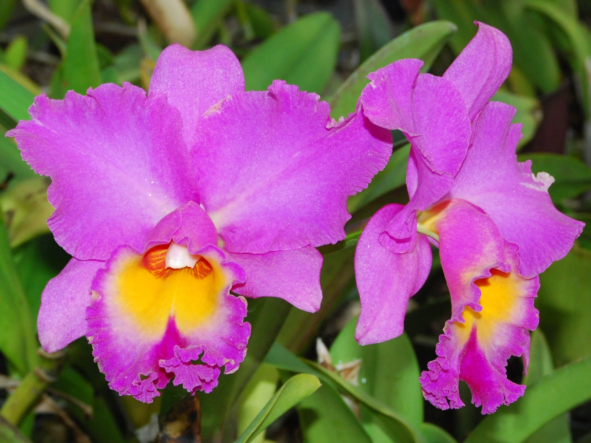 Rhyncholaeliocattleya Mishina Choice - Image 2