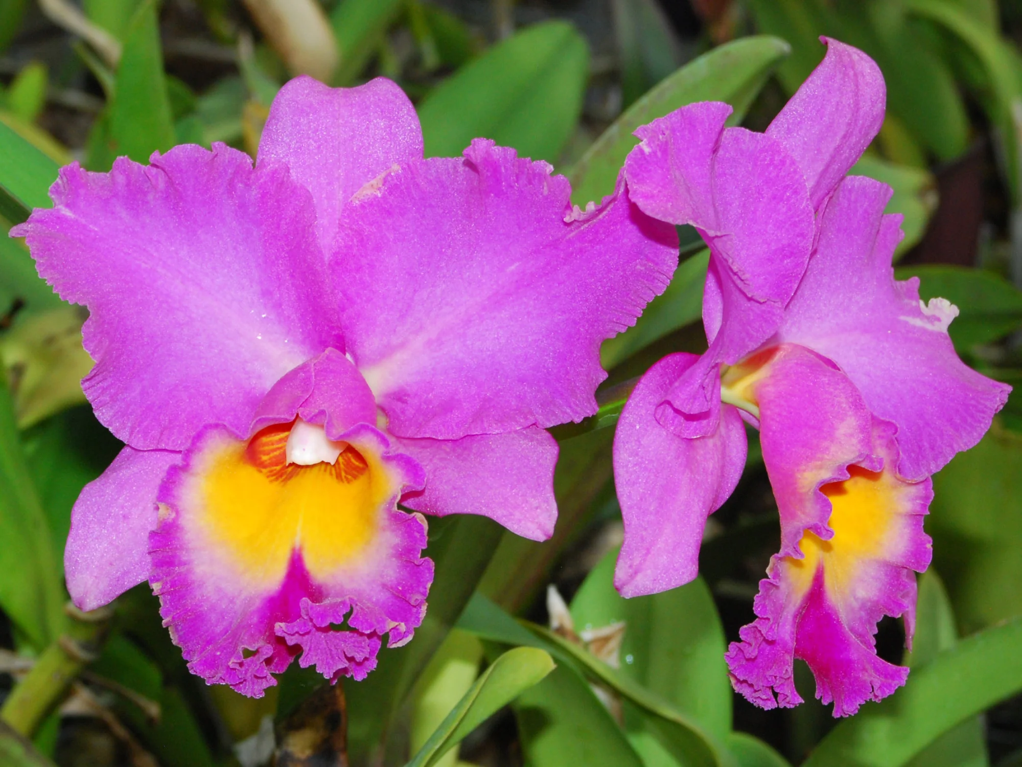 Rhyncholaeliocattleya Mishina Choice - Image 3