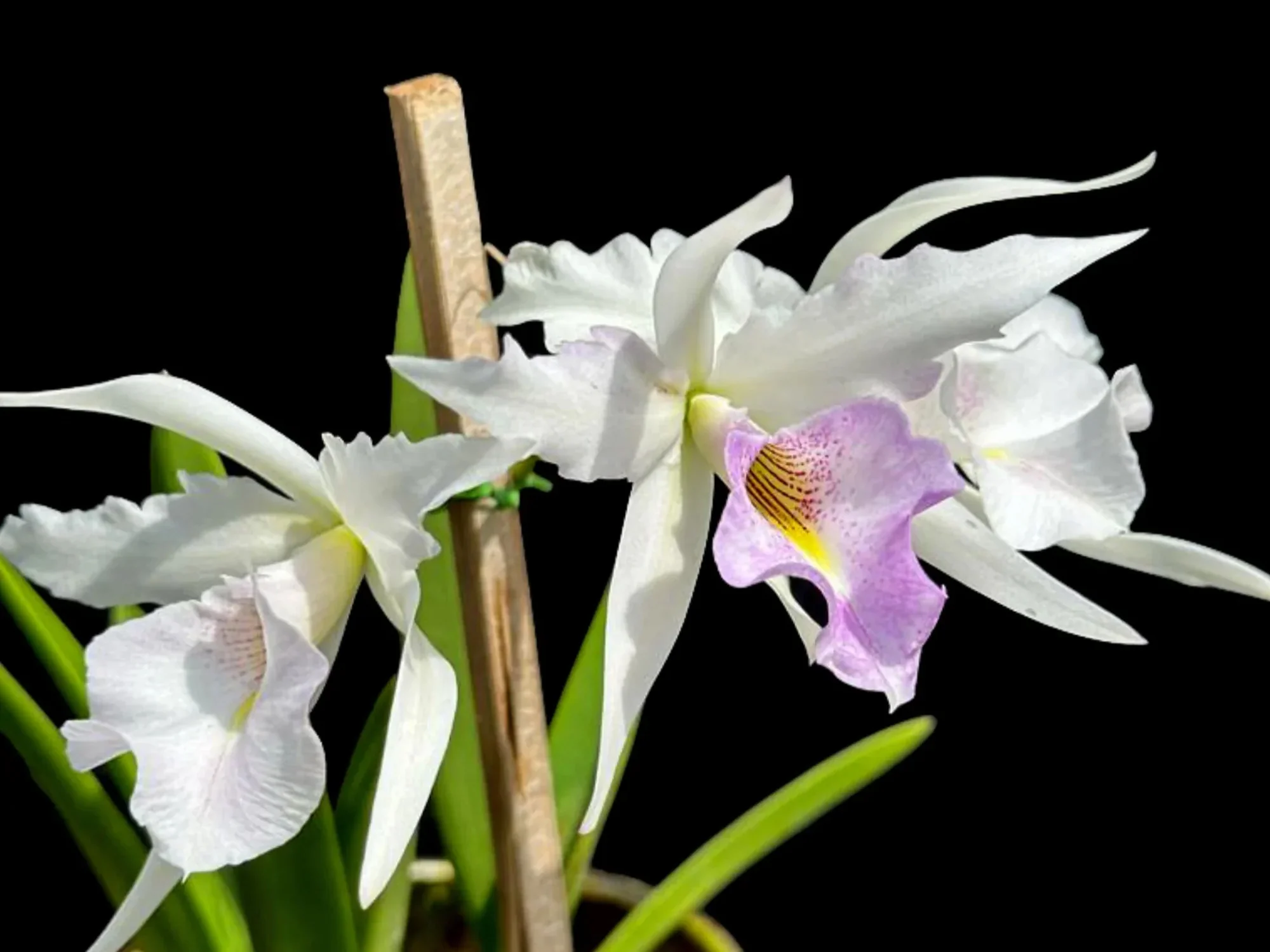 Brassolaelia Aurora (B. nodosa x L. anceps lineolata)