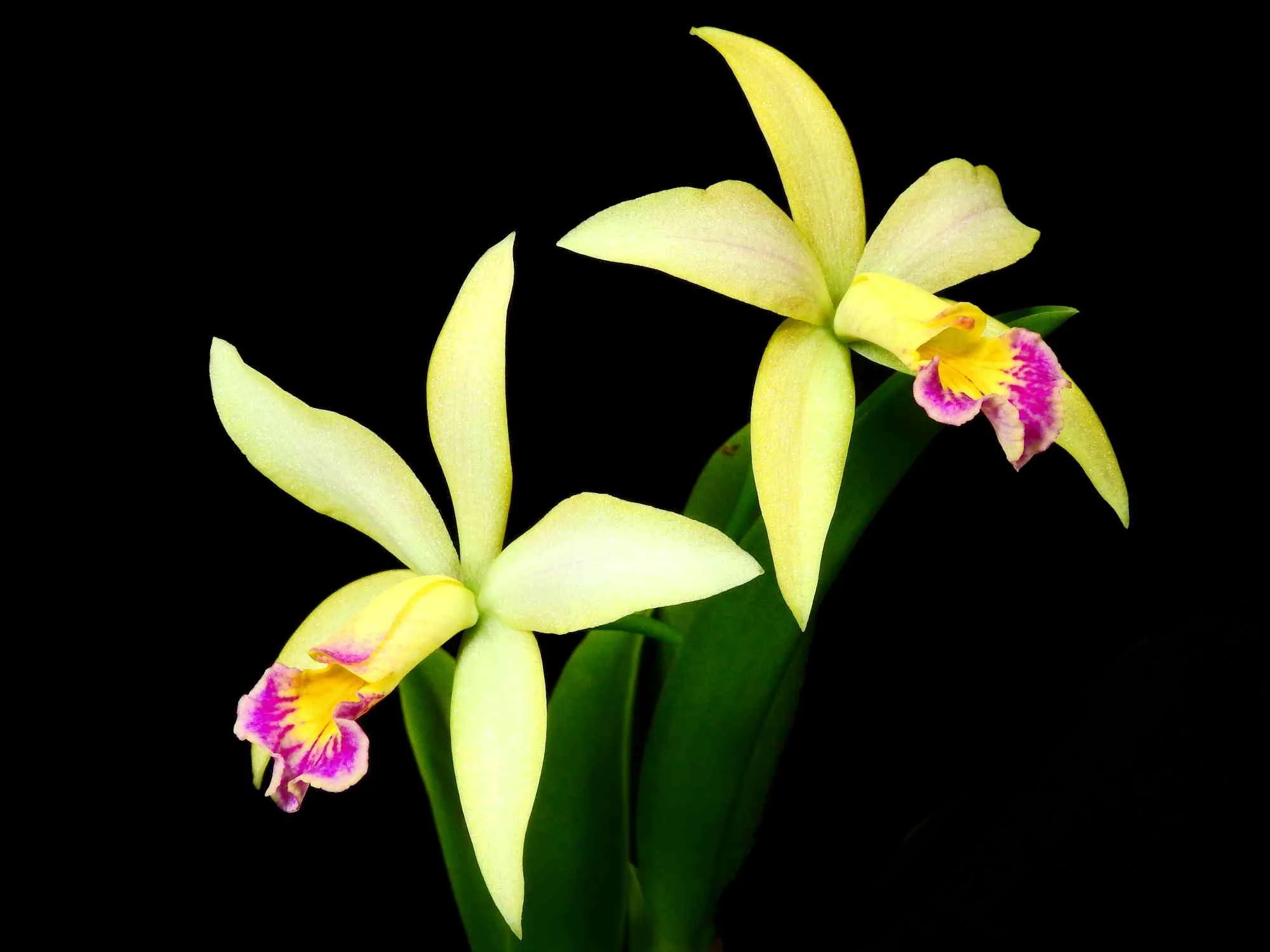 Brassolaeliocattleya (Bee Suite x Chinderela) (5,5 cm Topf)