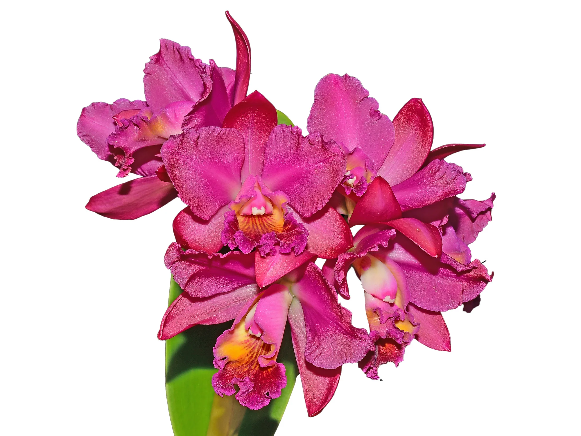 Rhyncholaeliocattleya Fong Cing