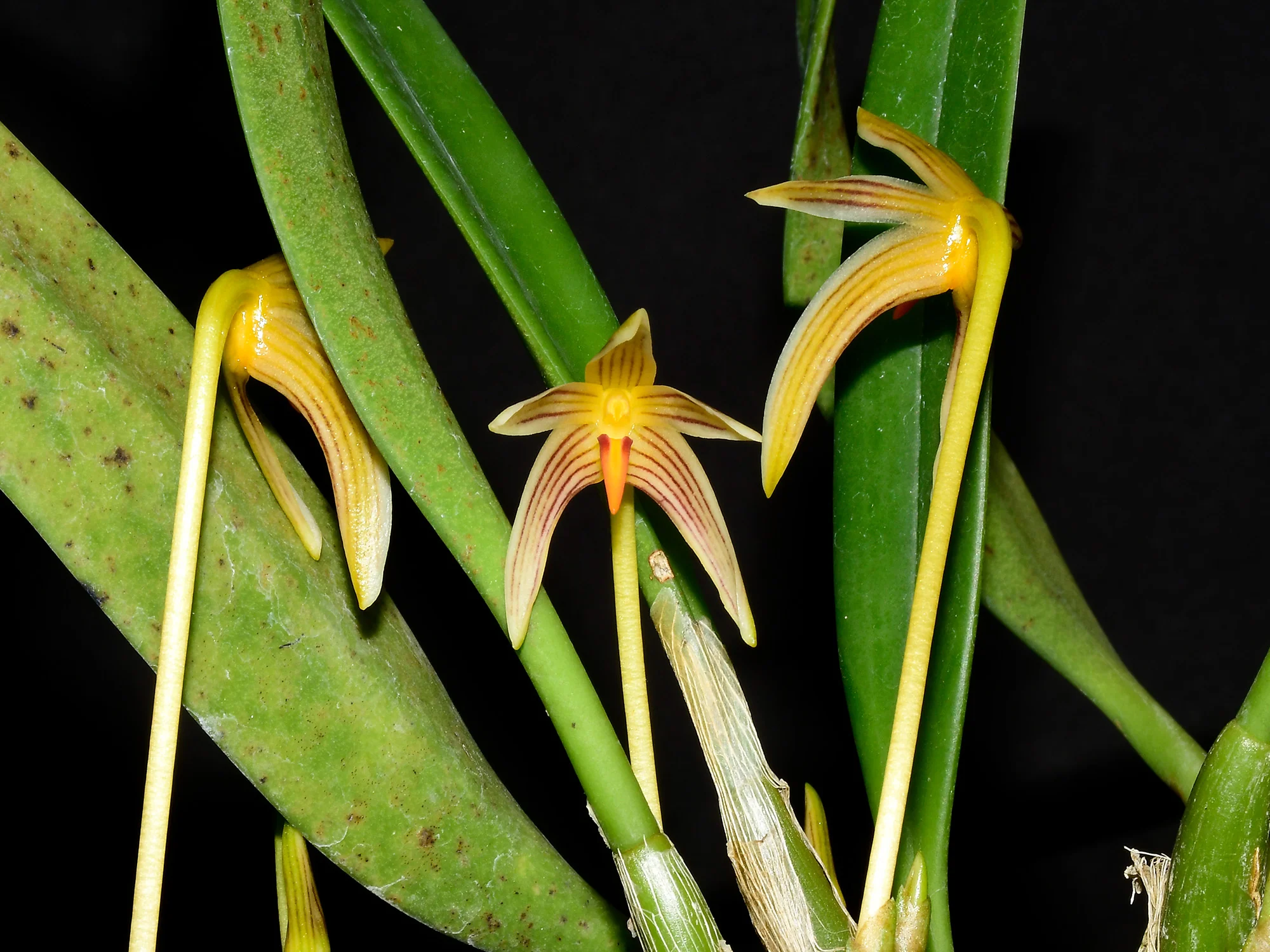 Bulbophyllum affine - Image 3