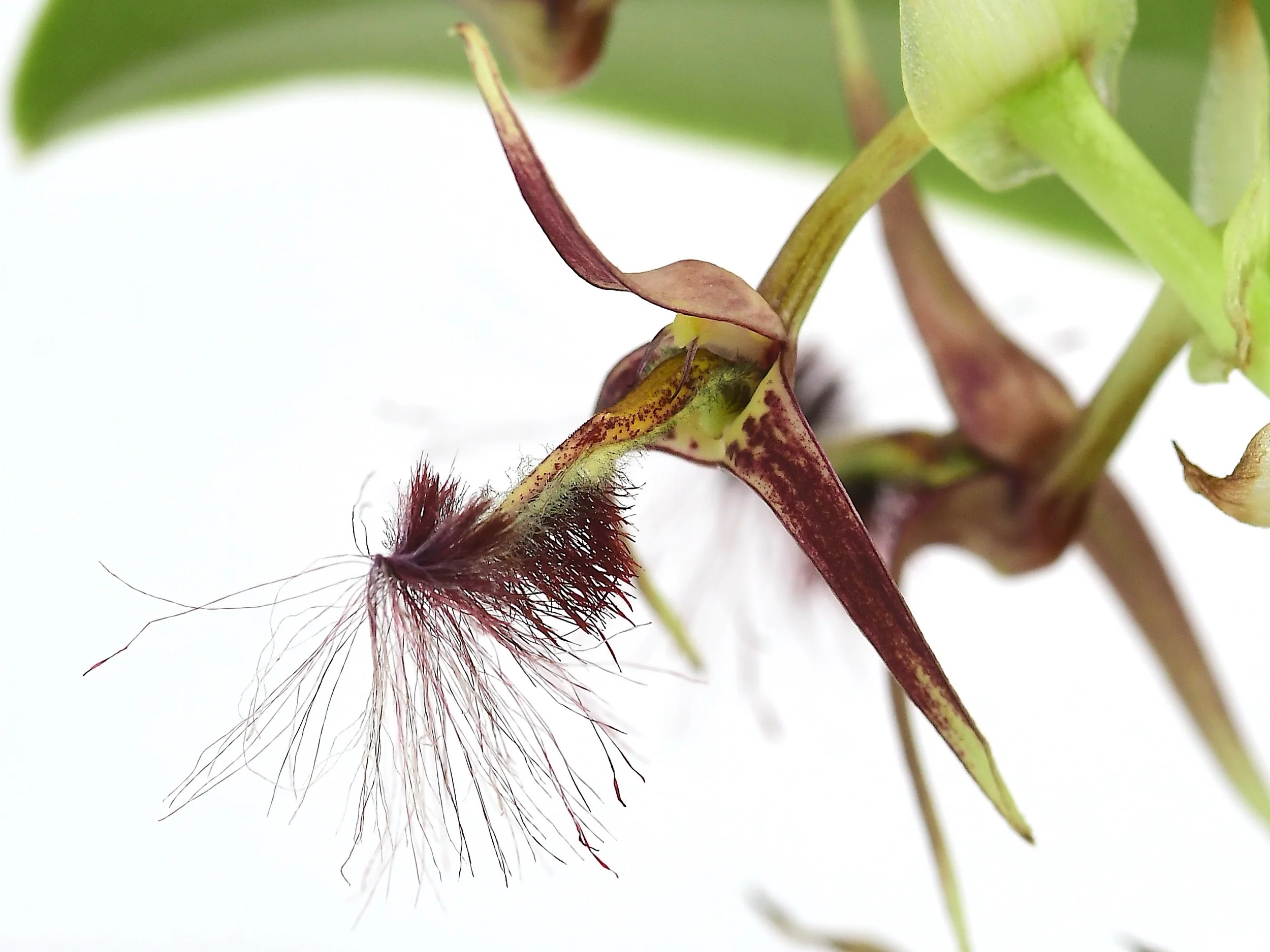 Bulbophyllum barbigerum