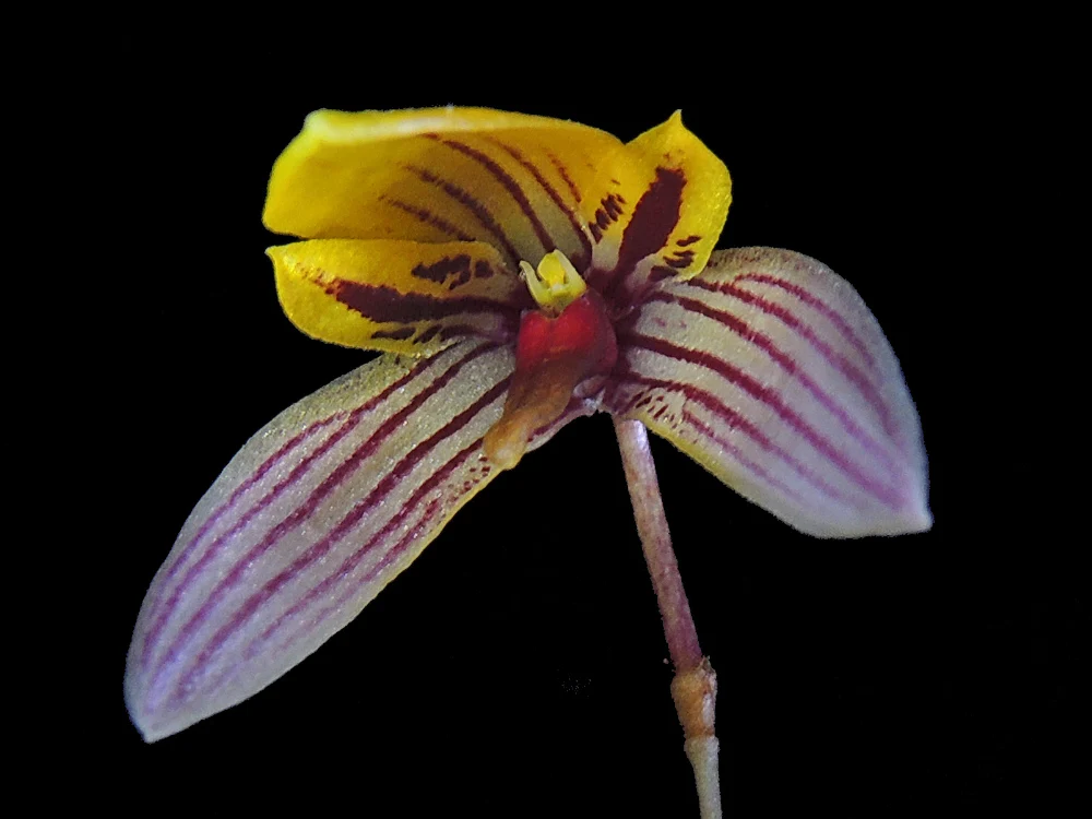 Bulbophyllum bolsteri - Image 2