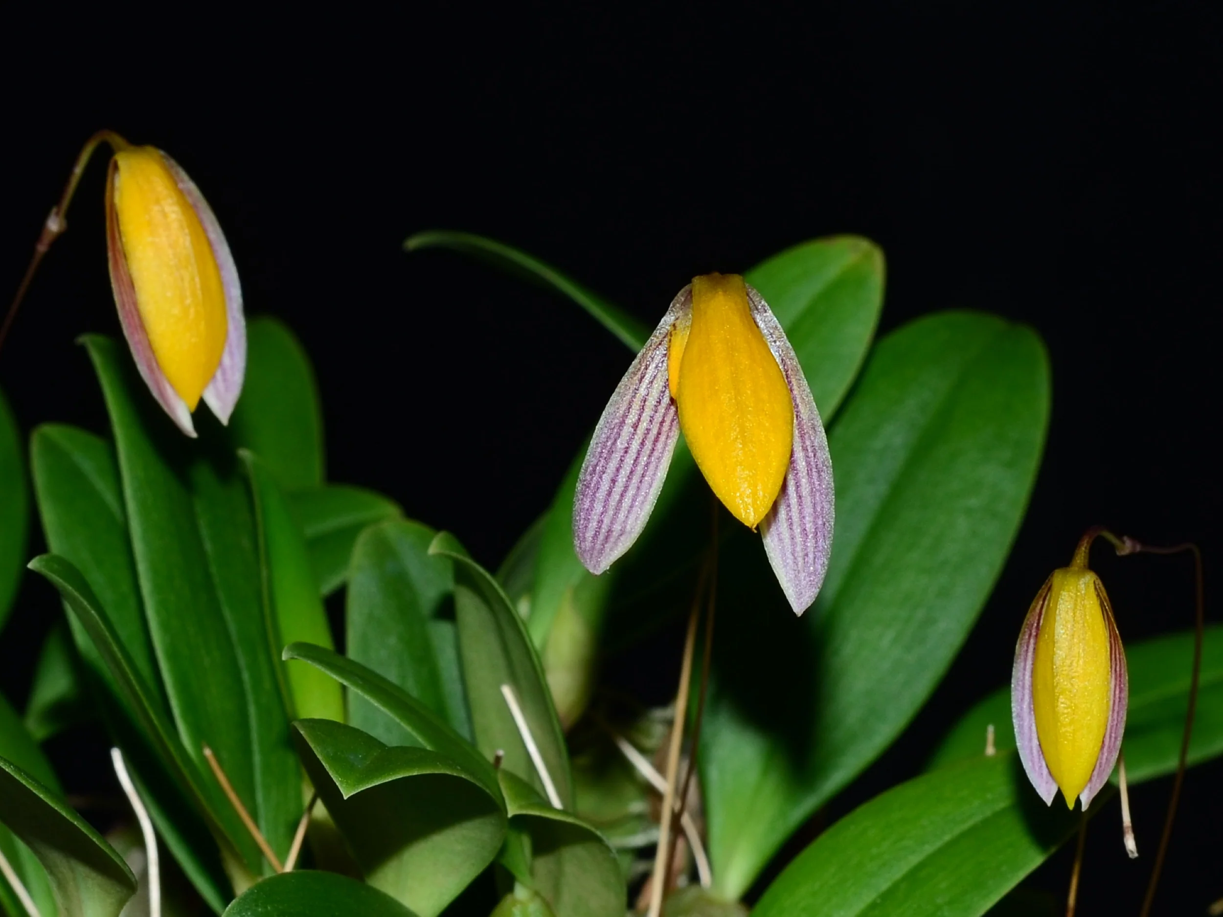 Bulbophyllum bolsteri - Image 3