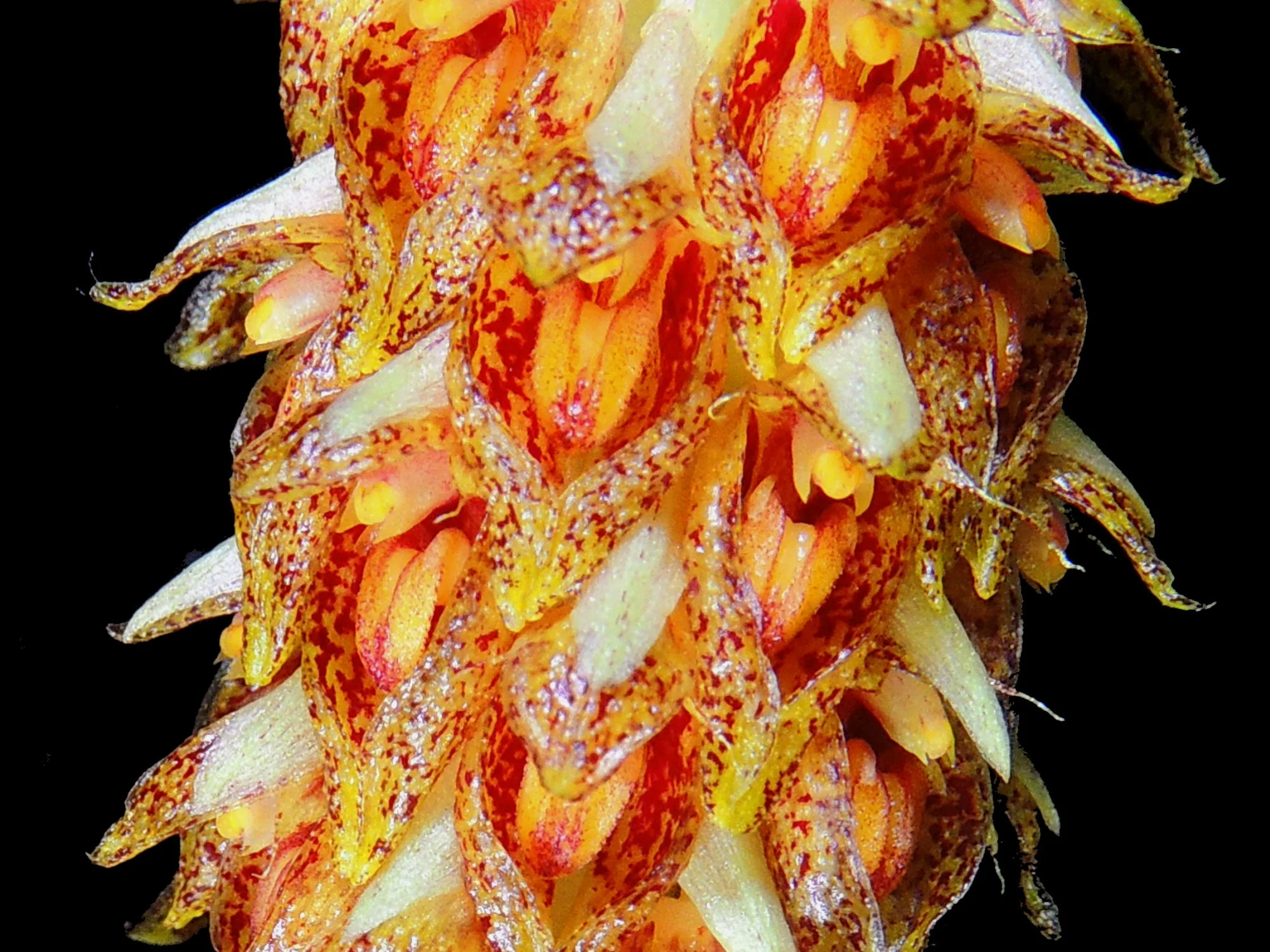 Bulbophyllum careyanum