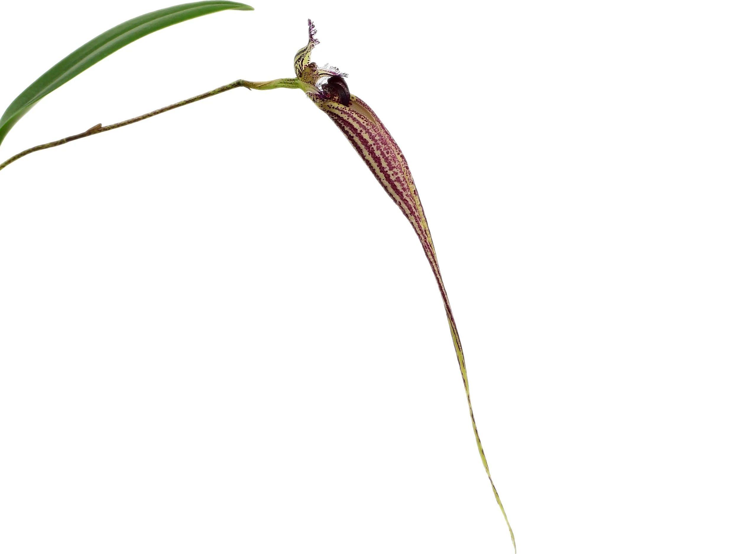 Bulbophyllum Dancing Angels - Image 3