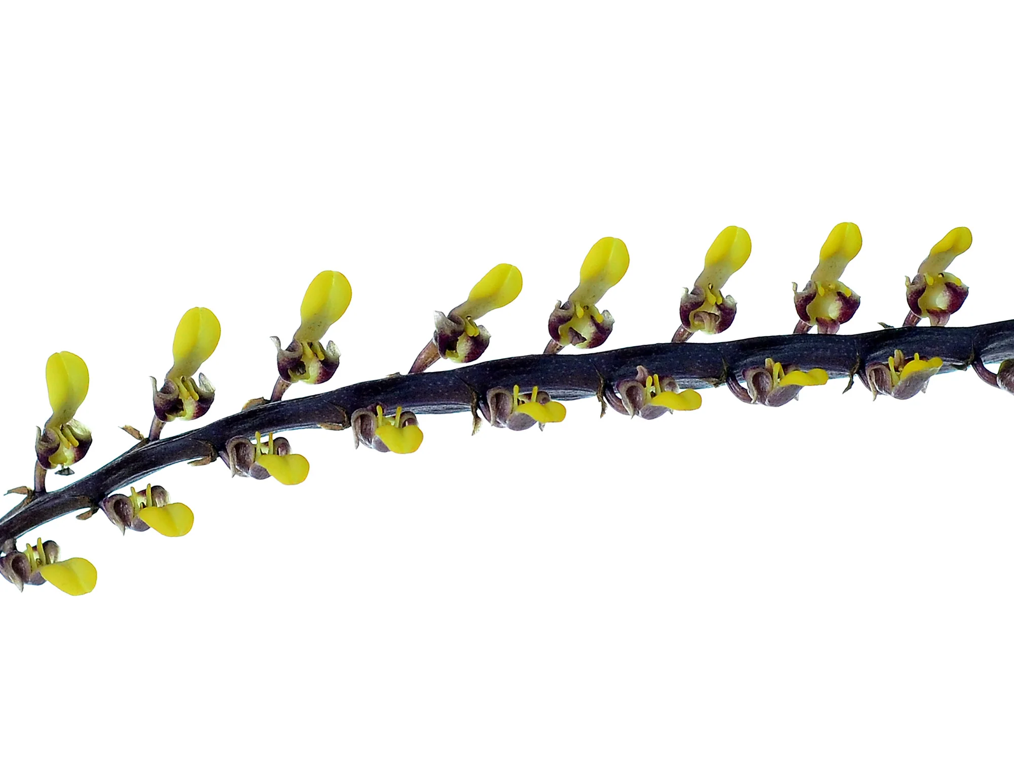 Bulbophyllum falcatum 10 cm Ampelpflanze