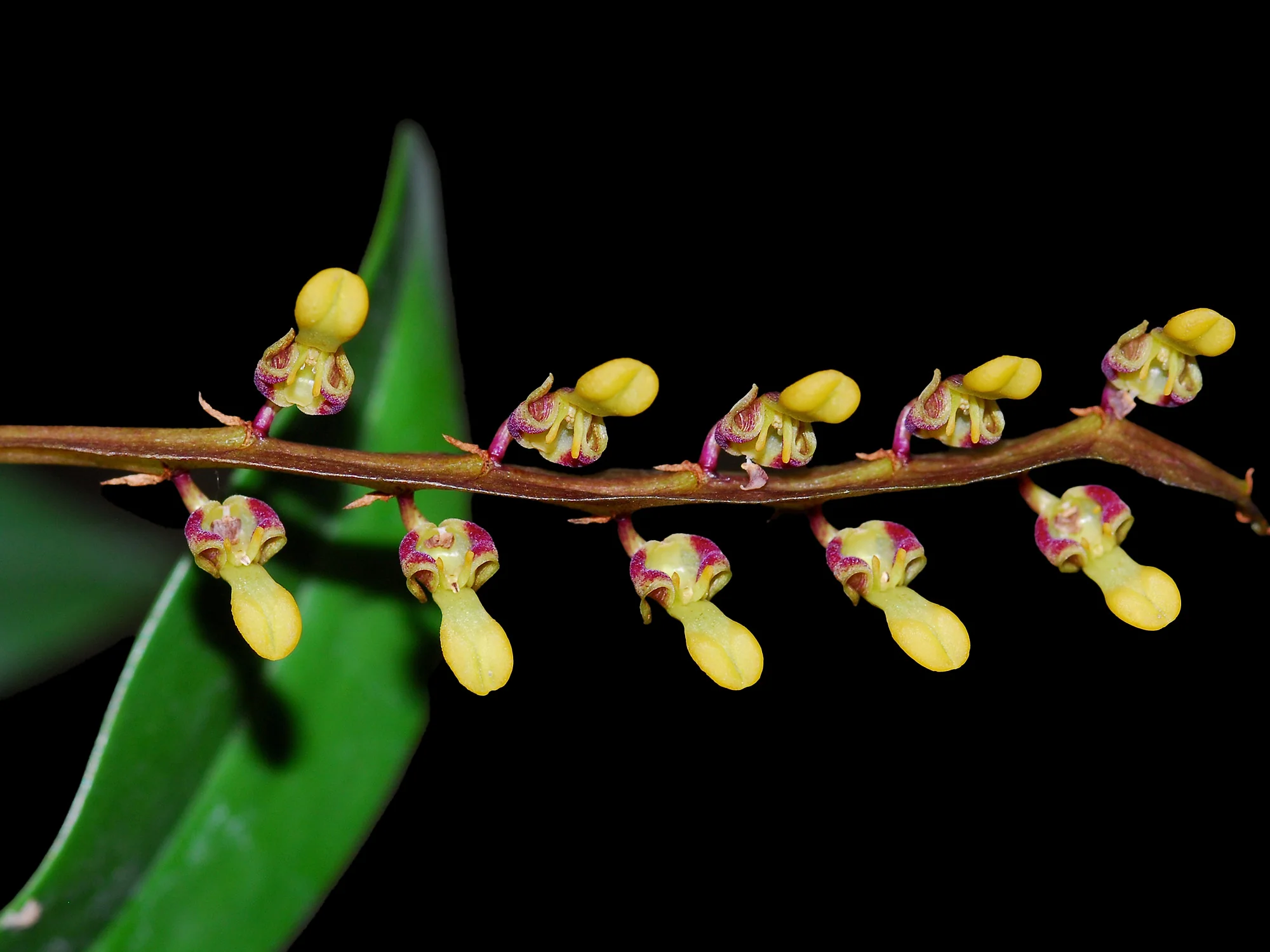 Bulbophyllum falcatum 10 cm Ampelpflanze - Image 2
