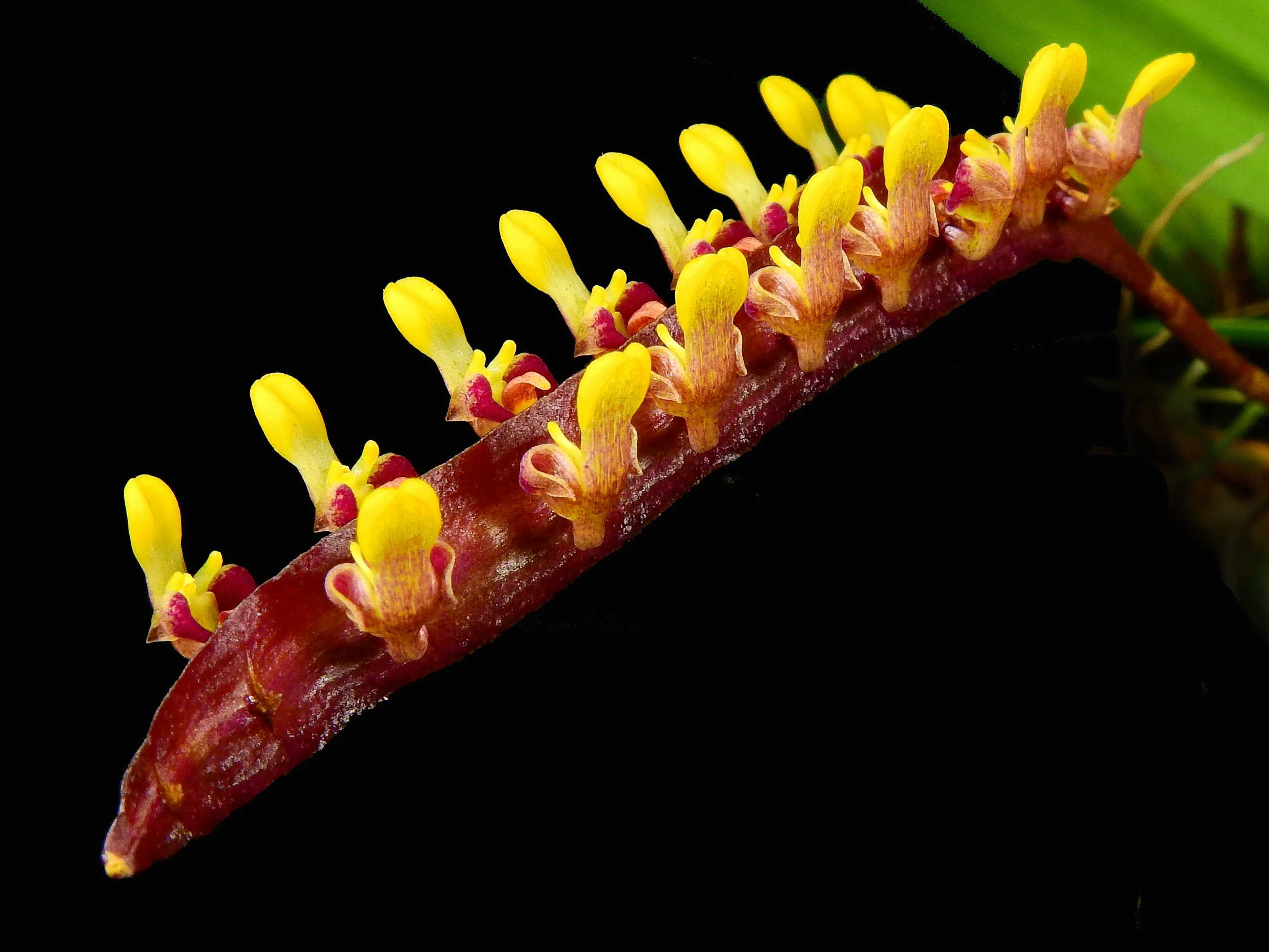 Bulbophyllum falcatum 10 cm Ampelpflanze - Image 3