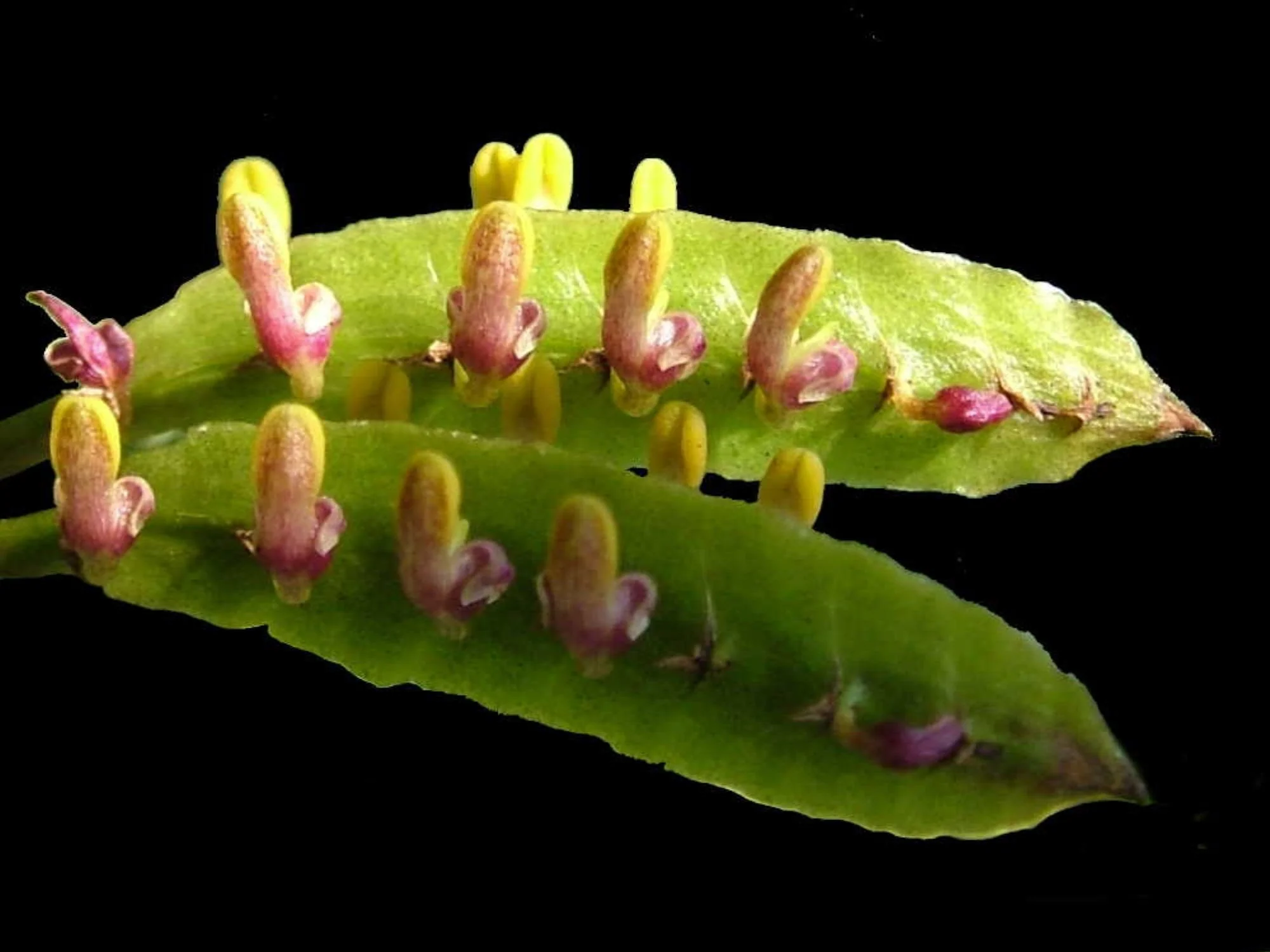 Bulbophyllum kewense - Image 3