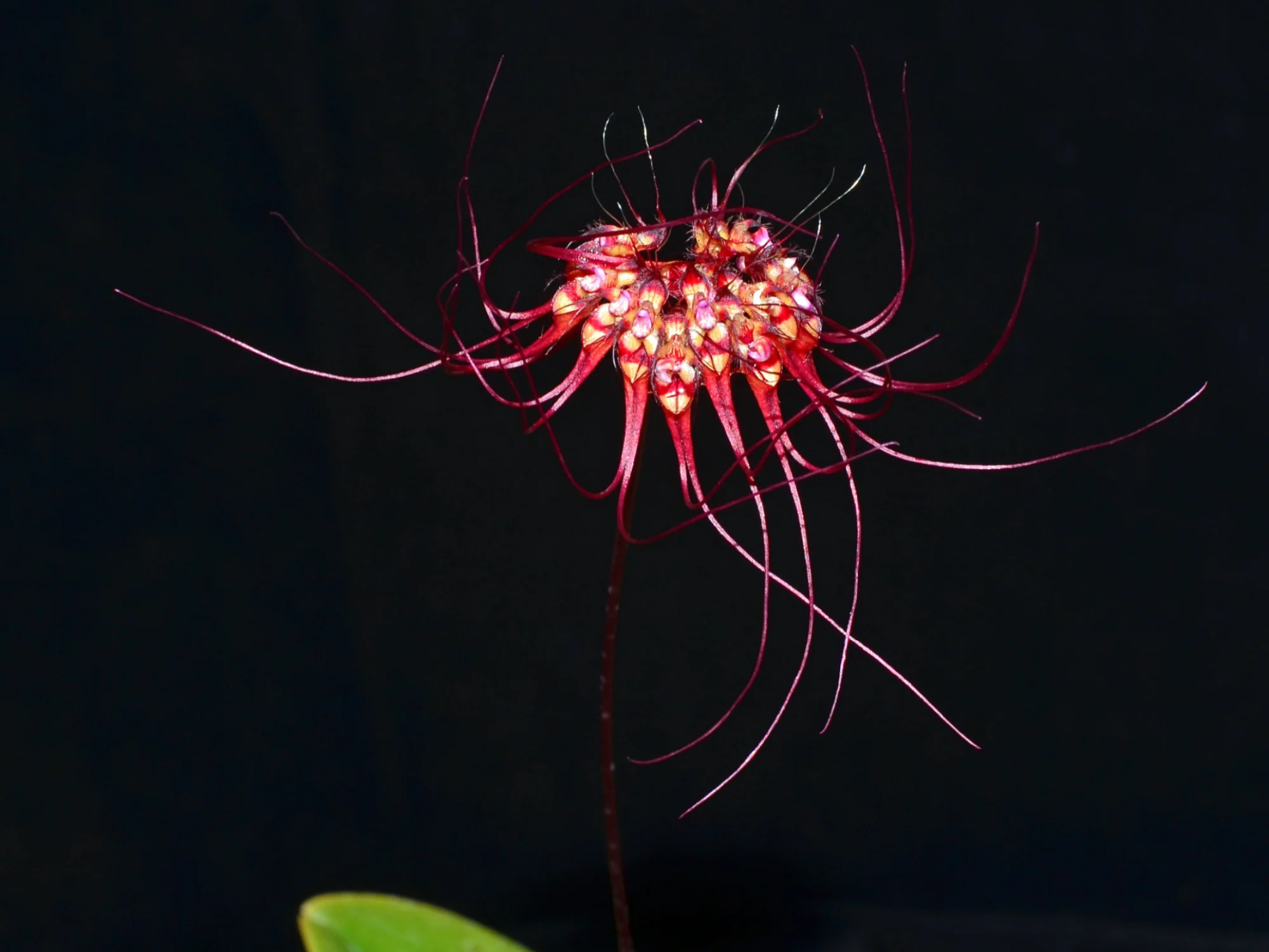 Bulbophyllum gracillimum - Image 2