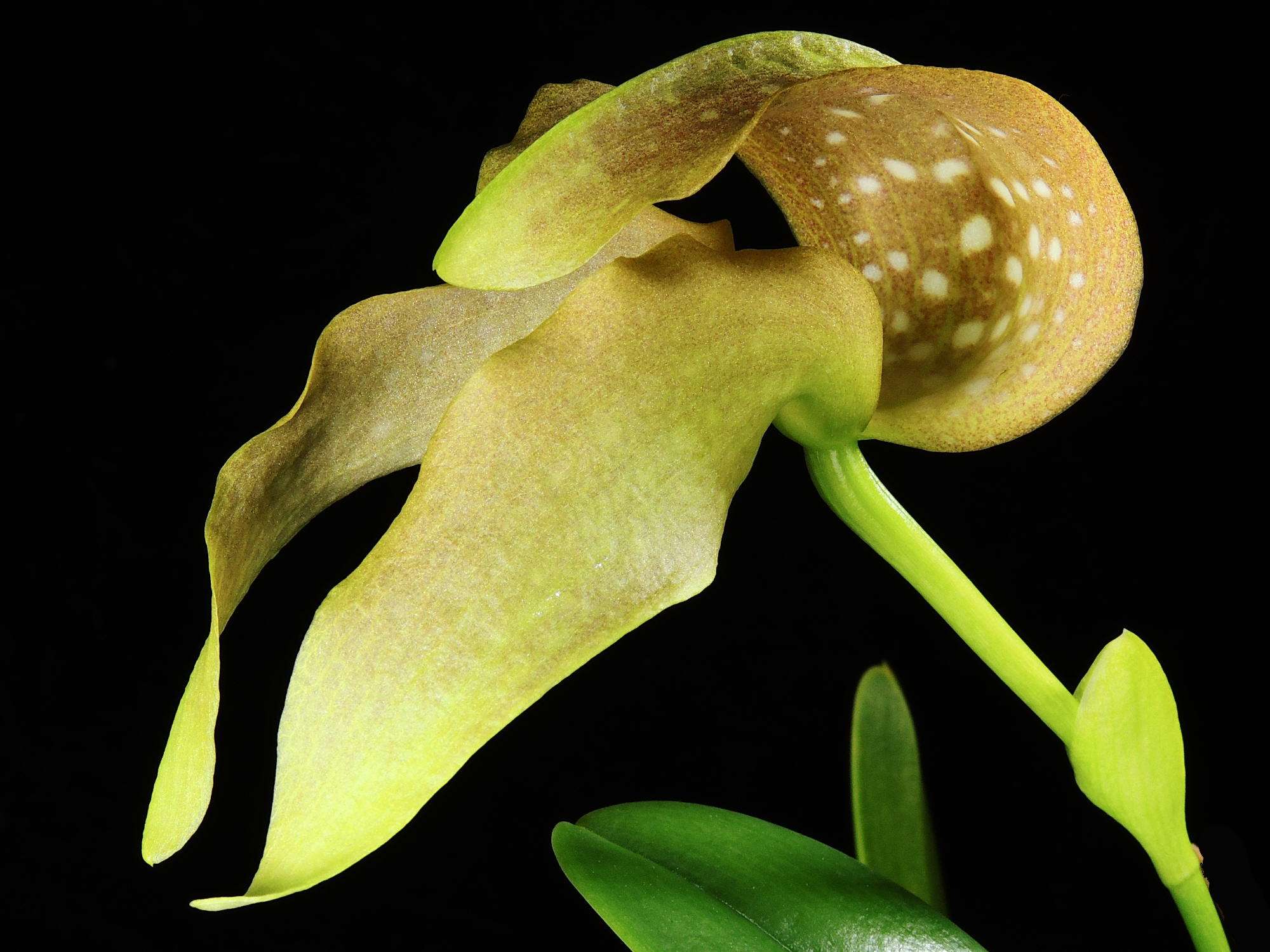 Bulbophyllum grandiflorum - Image 2