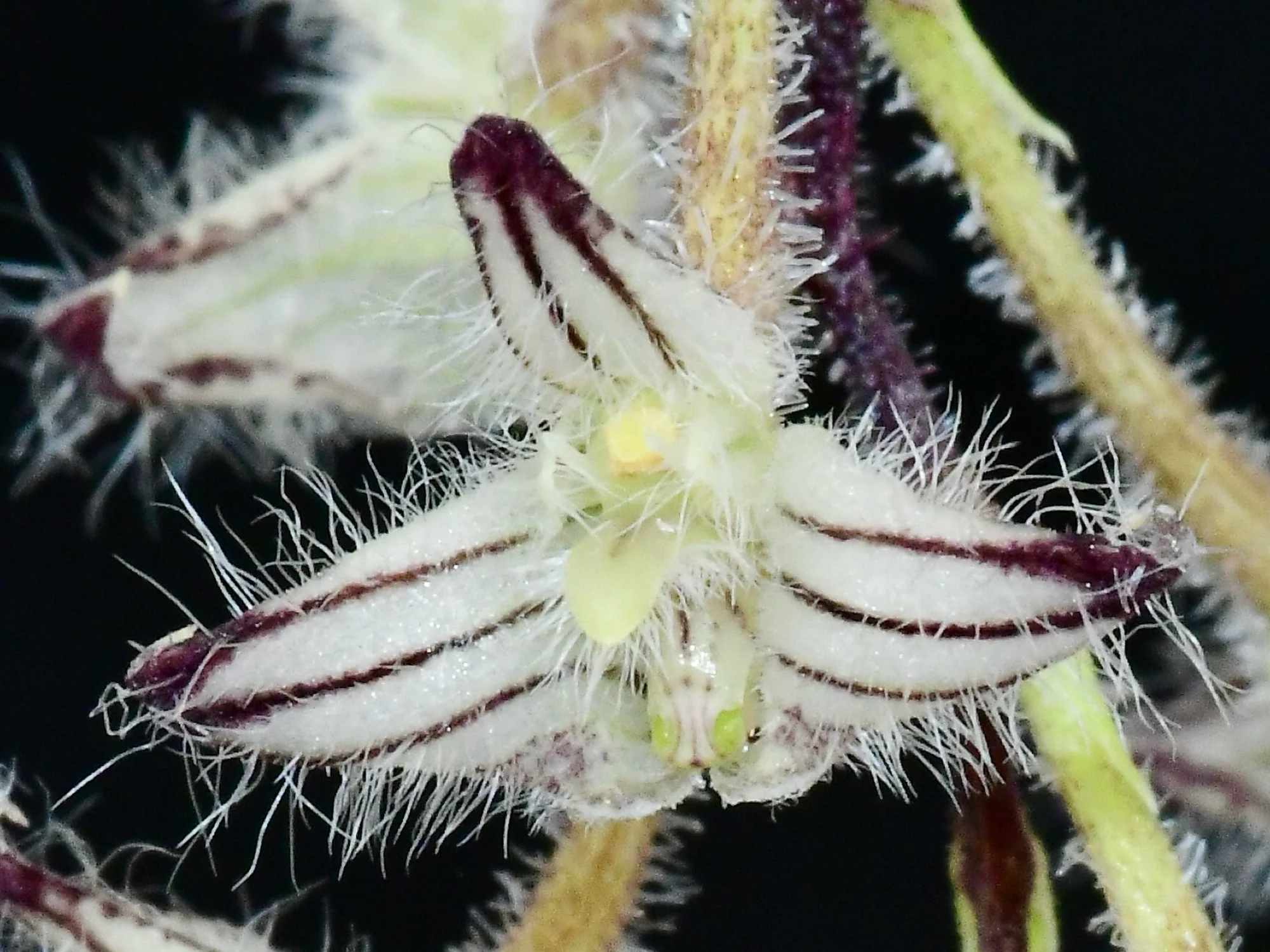 Bulbophyllum lindleyanum - Image 2