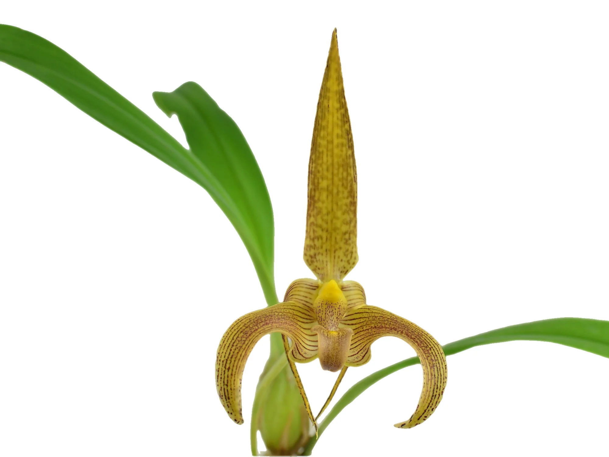 Bulbophyllum lobbii - Image 2