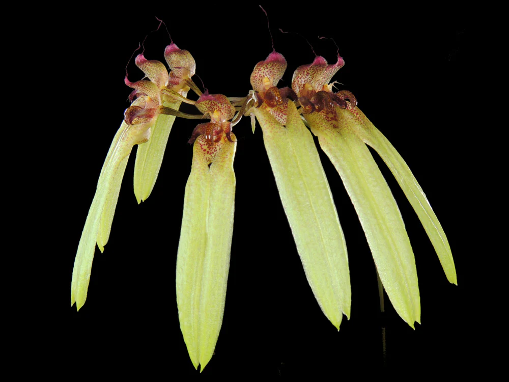 Bulbophyllum longiflorum