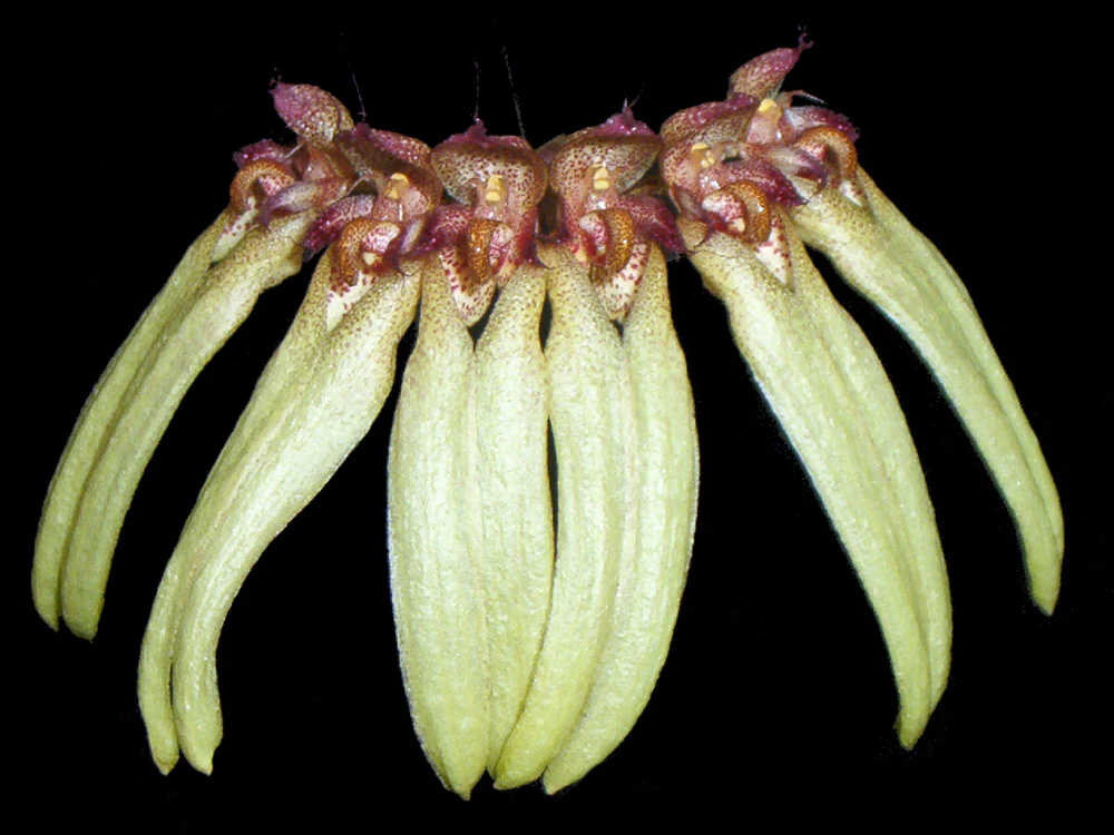 Bulbophyllum longiflorum - Image 2