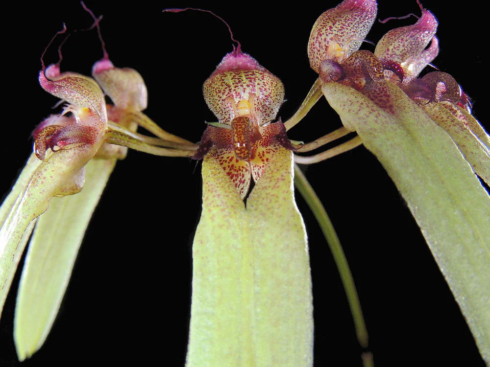 Bulbophyllum longiflorum - Image 3