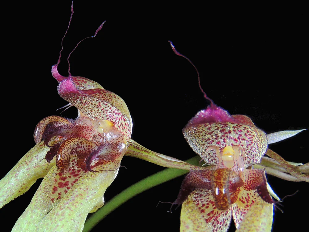 Bulbophyllum longiflorum - Image 4