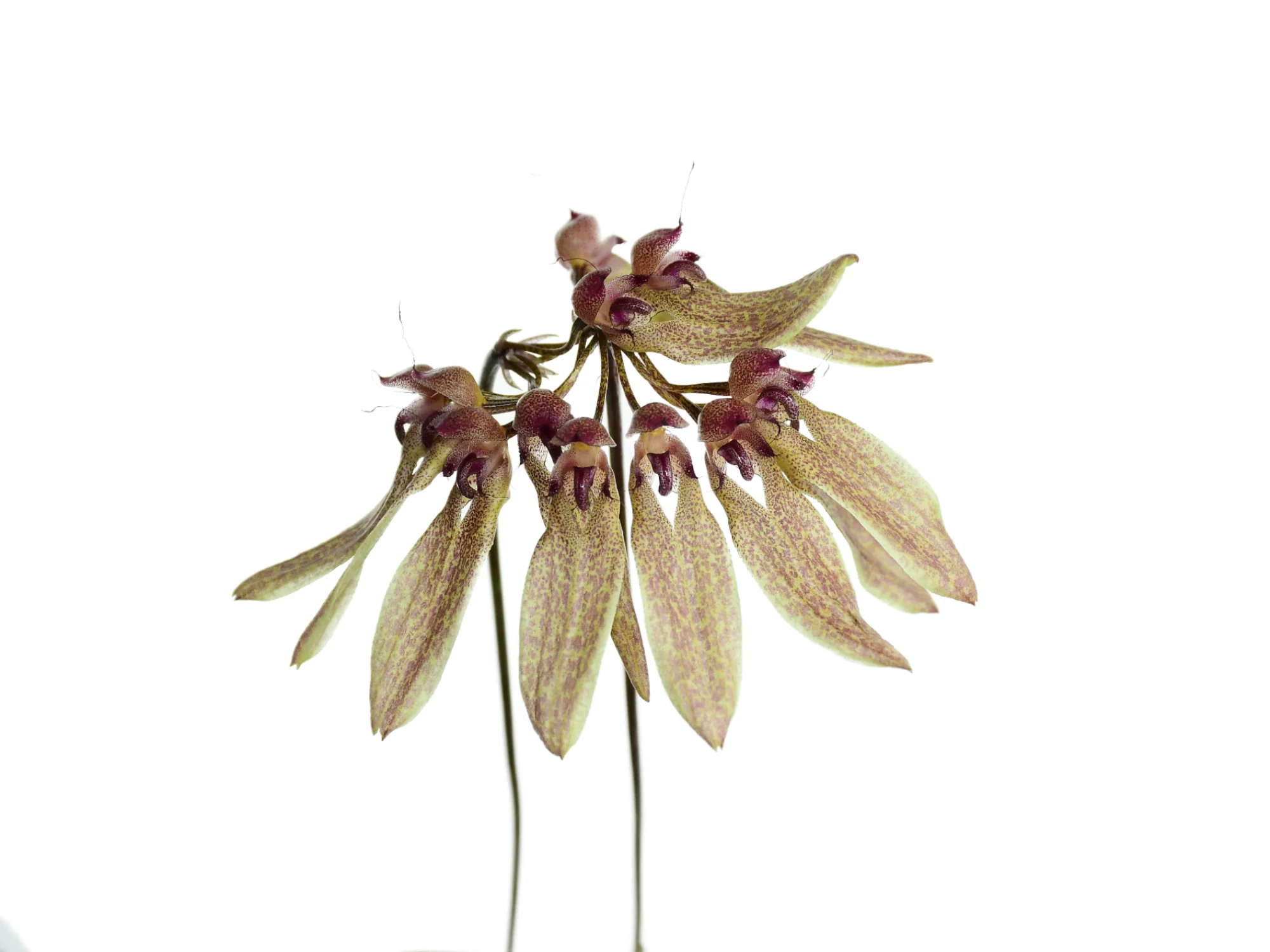 Bulbophyllum longiflorum - Image 5