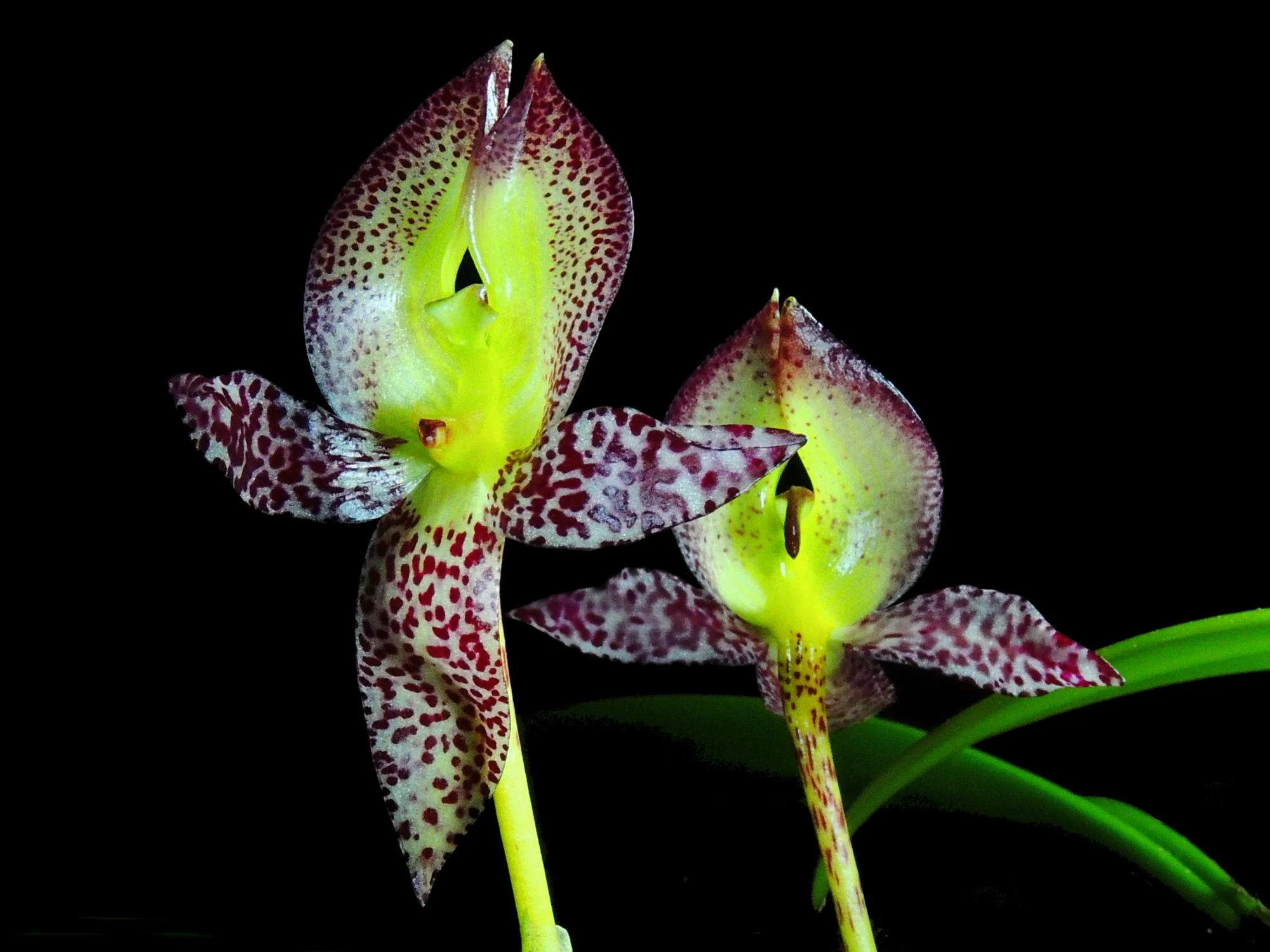 Bulbophyllum macranthum - Image 2