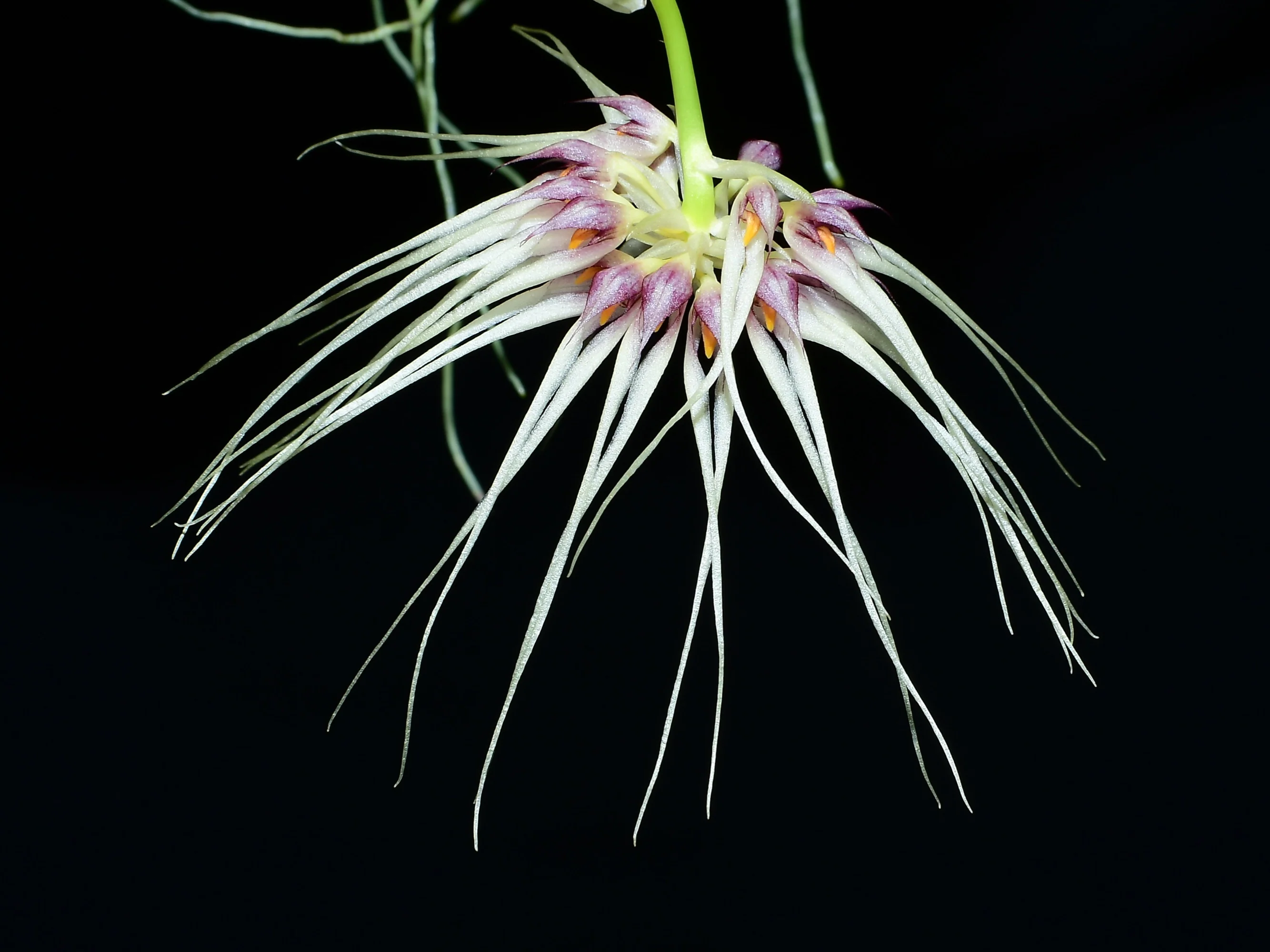 Bulbophyllum Medusa's Kiss