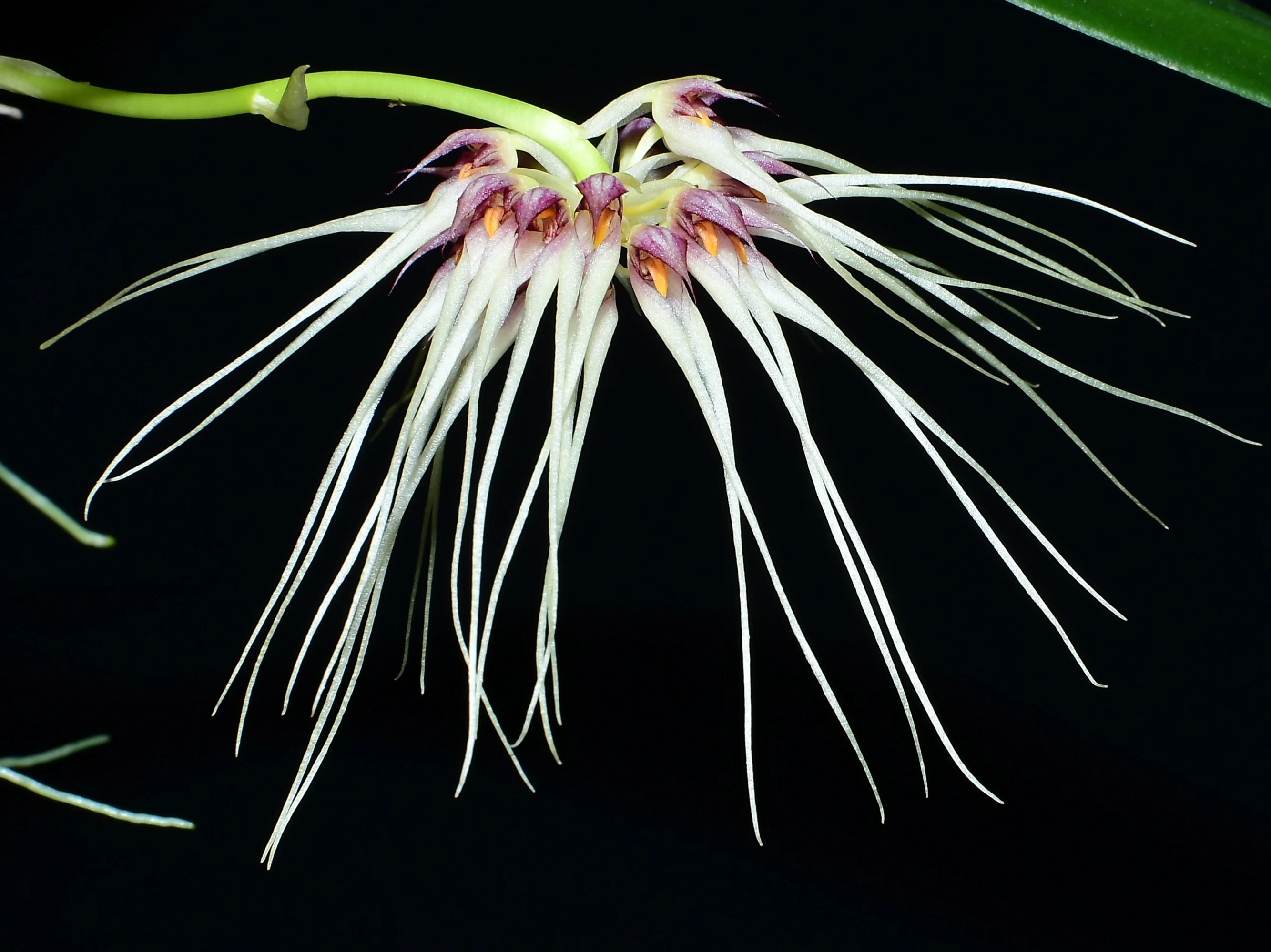 Bulbophyllum Medusa's Kiss - Image 2