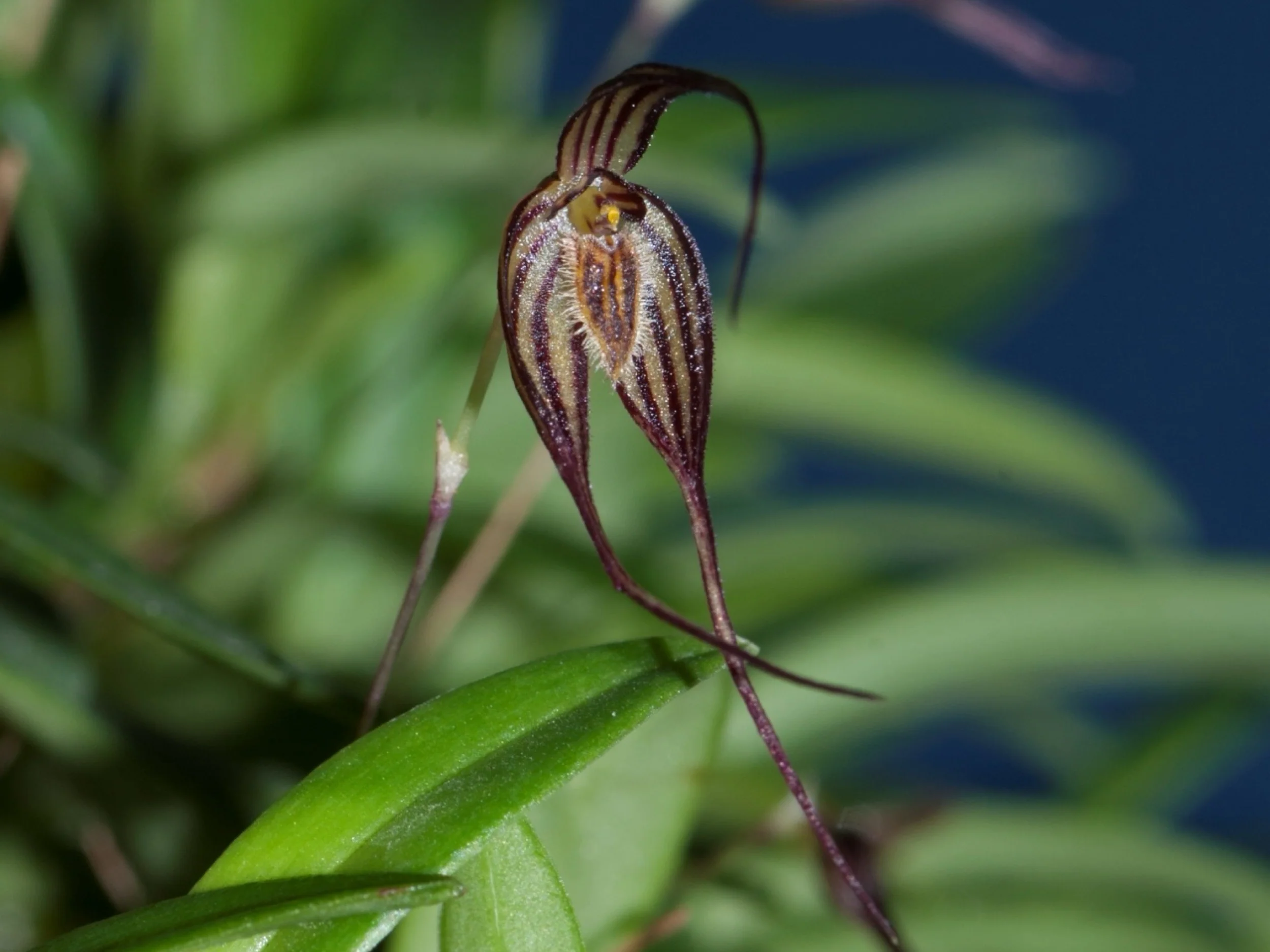 Bulbophyllum odontopetalum - Image 2