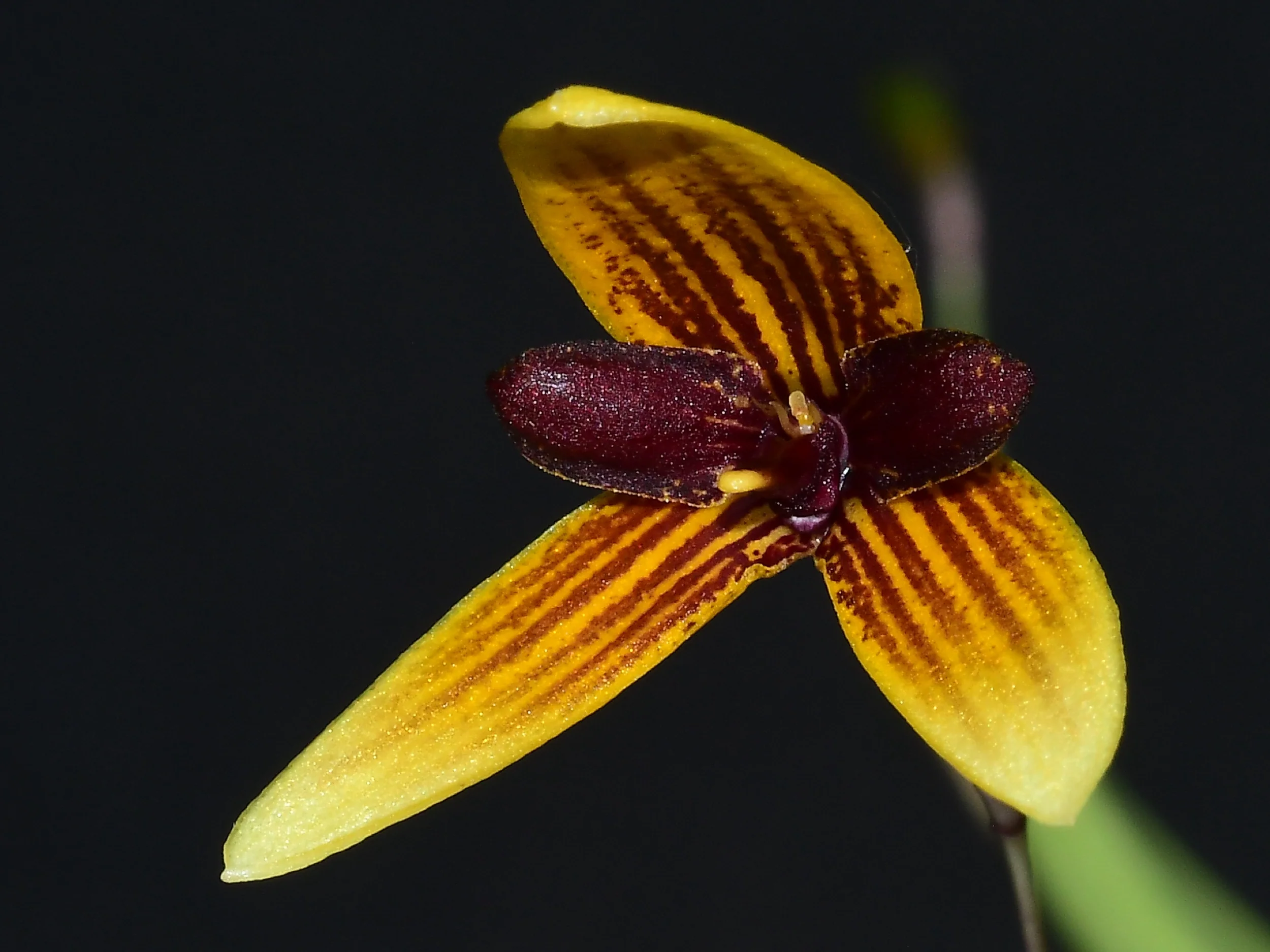 Bulbophyllum pardalotum - Image 2