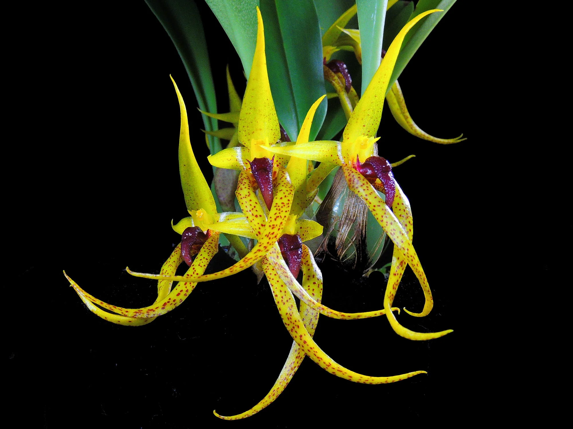 Bulbophyllum recurvilabre (5 cm Topf) - Image 2