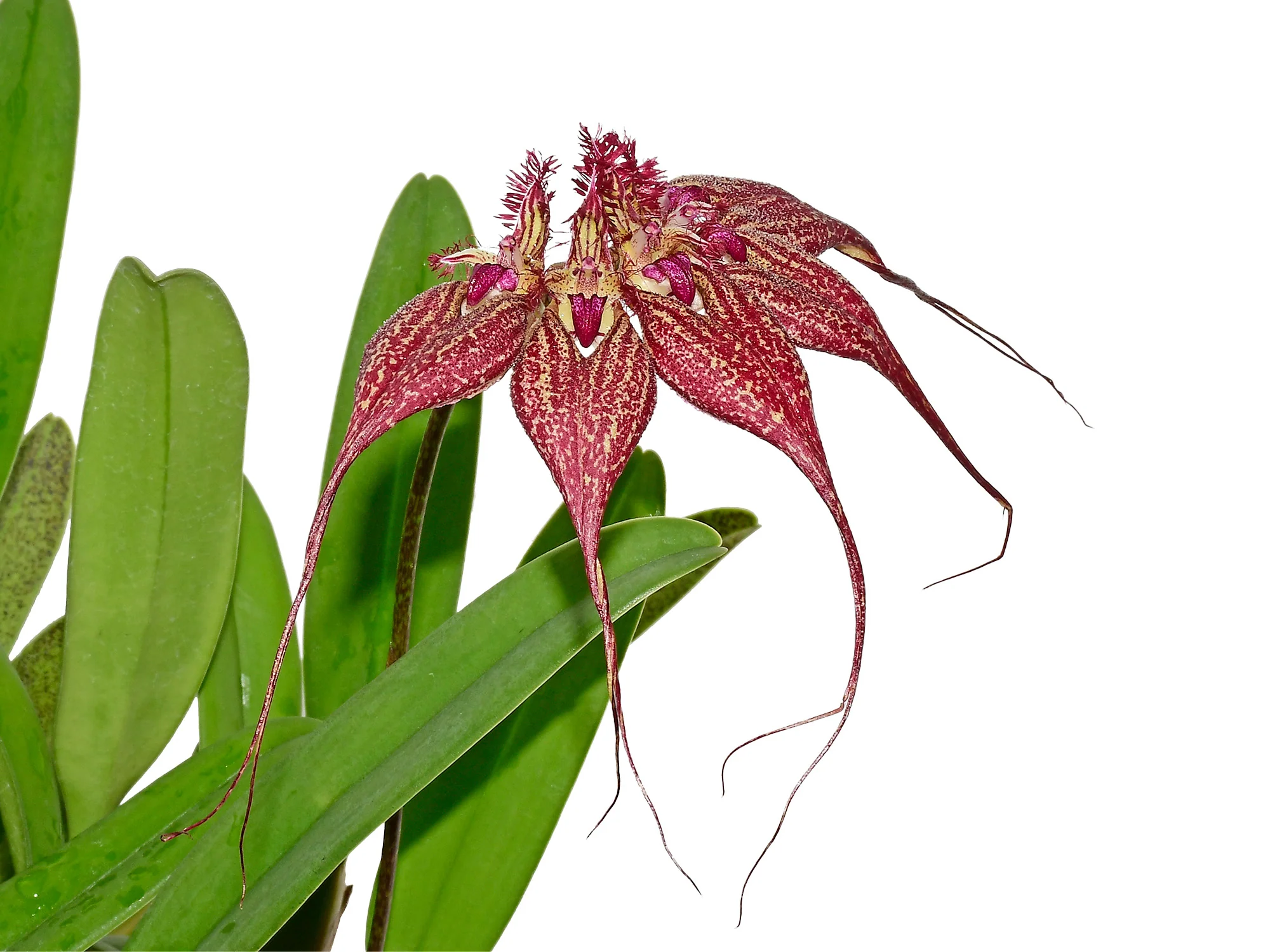 Bulbophyllum rothschildianum