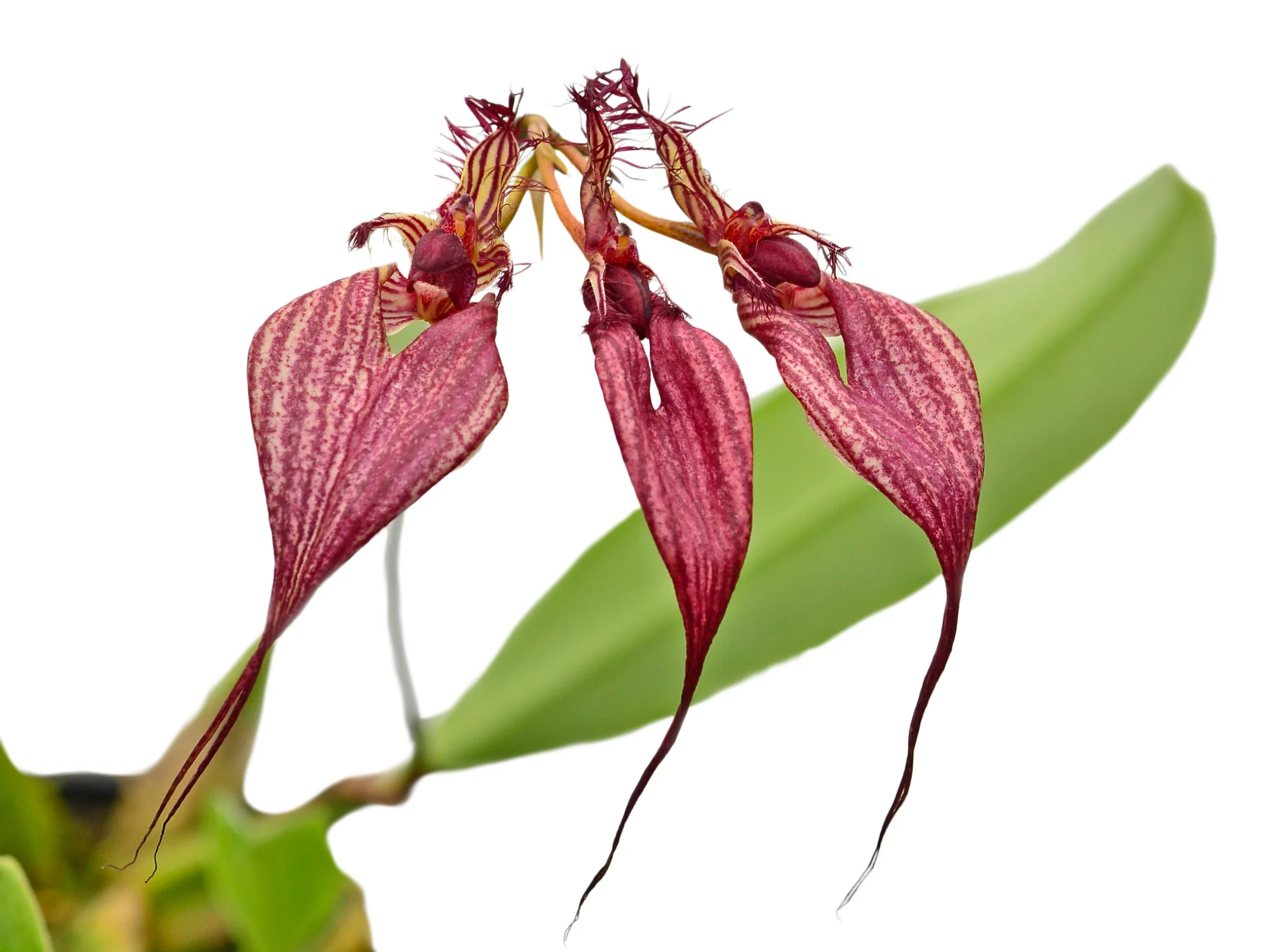 Bulbophyllum rothschildianum - Image 2