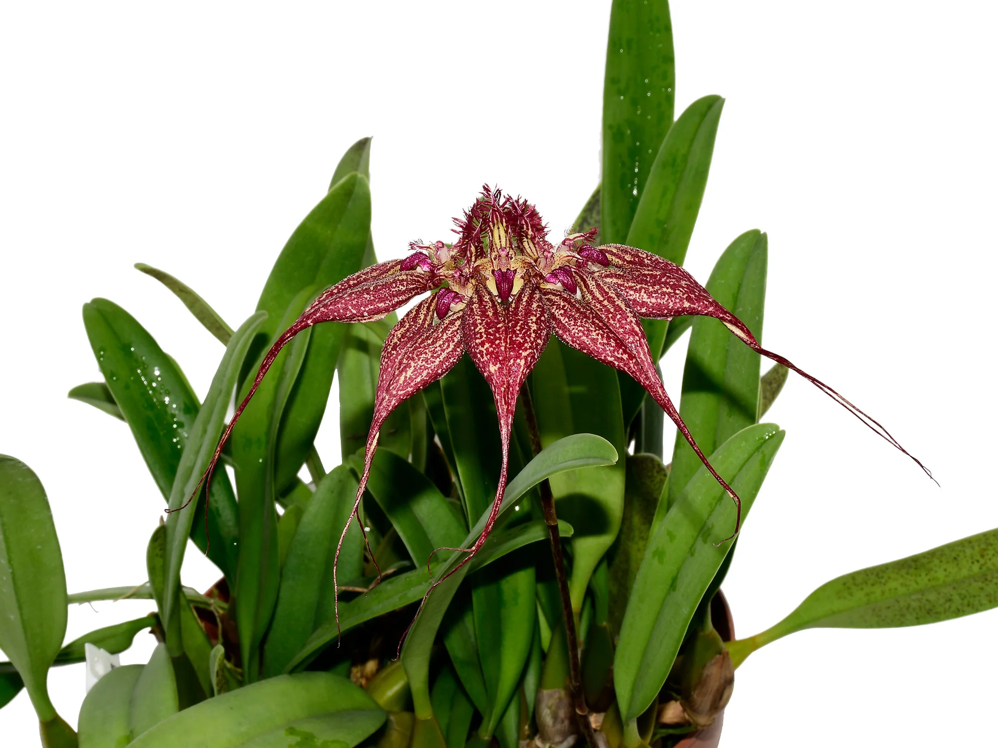 Bulbophyllum rothschildianum - Image 3